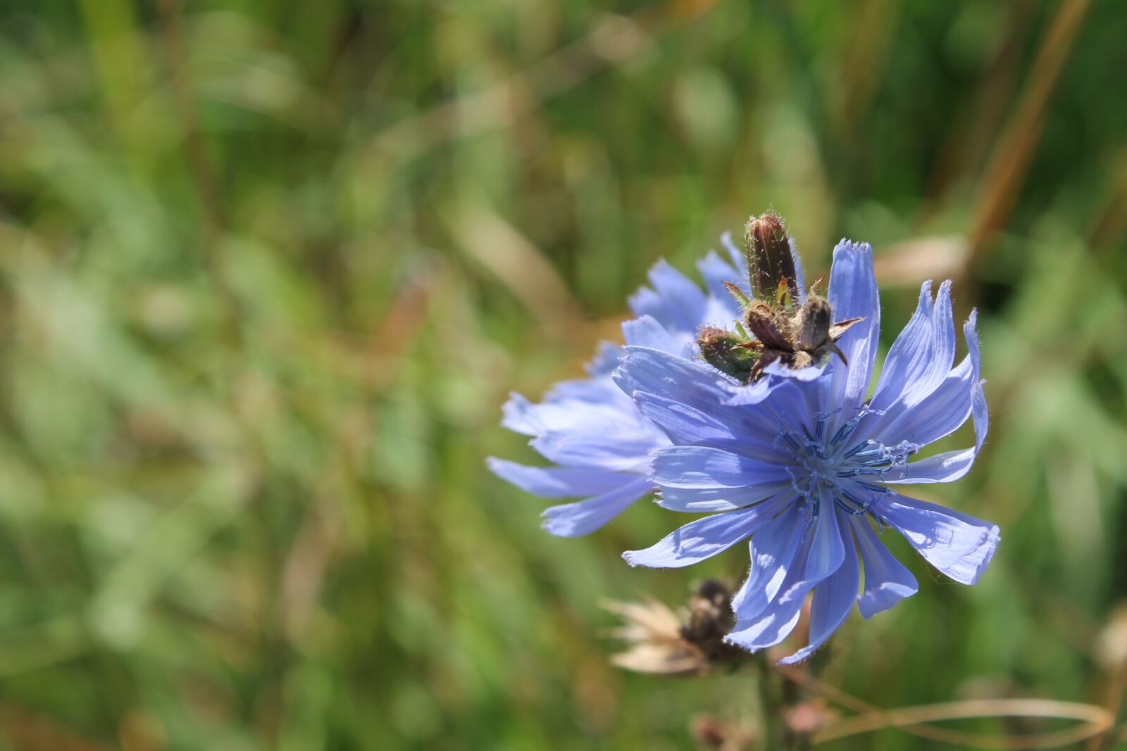 Canon EOS 1100D (EOS Rebel T3 / EOS Kiss X50) sample photo. Flowers, nature, flower photography