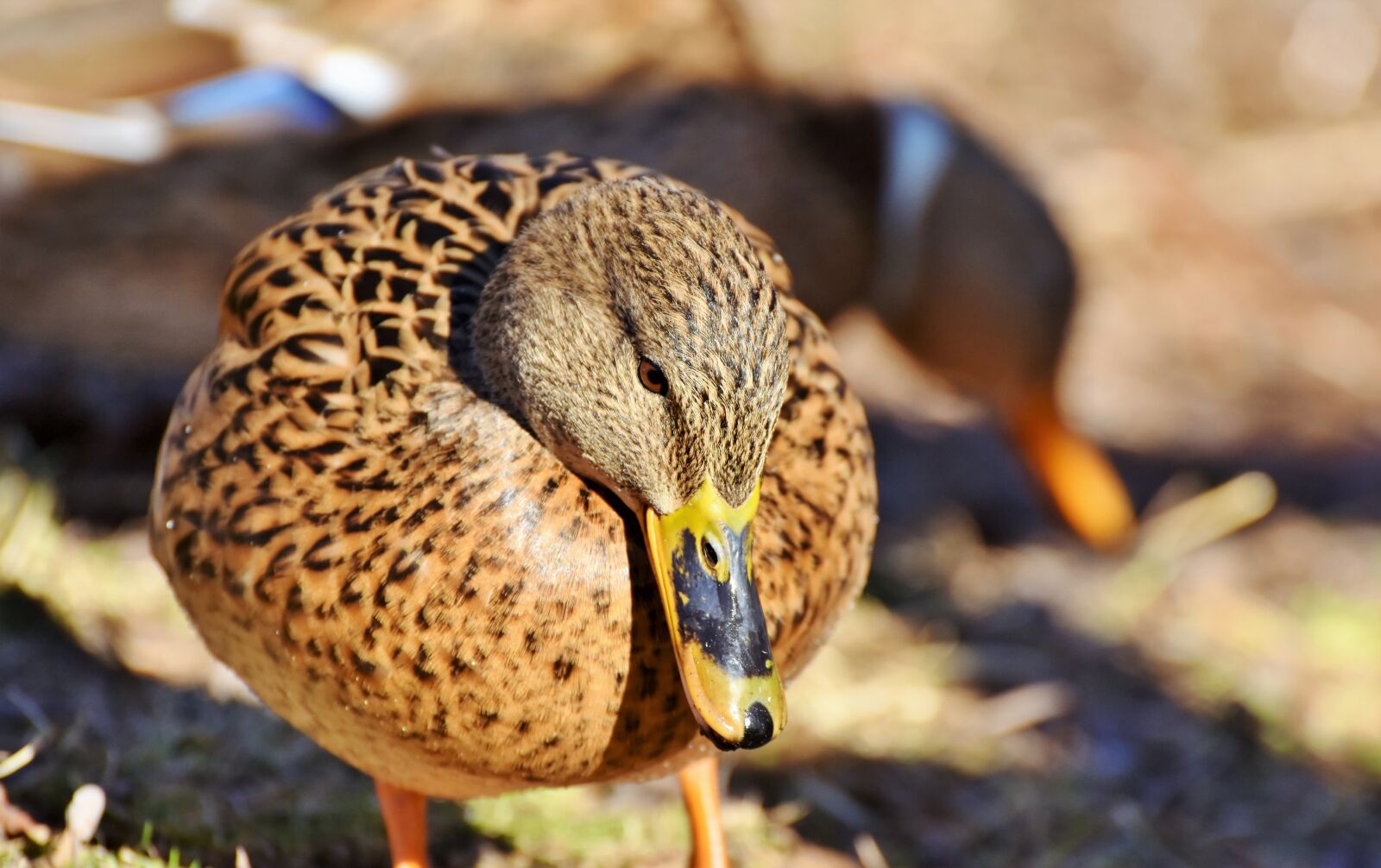 Nikon D7200 sample photo. Duck, mallard, water bird photography