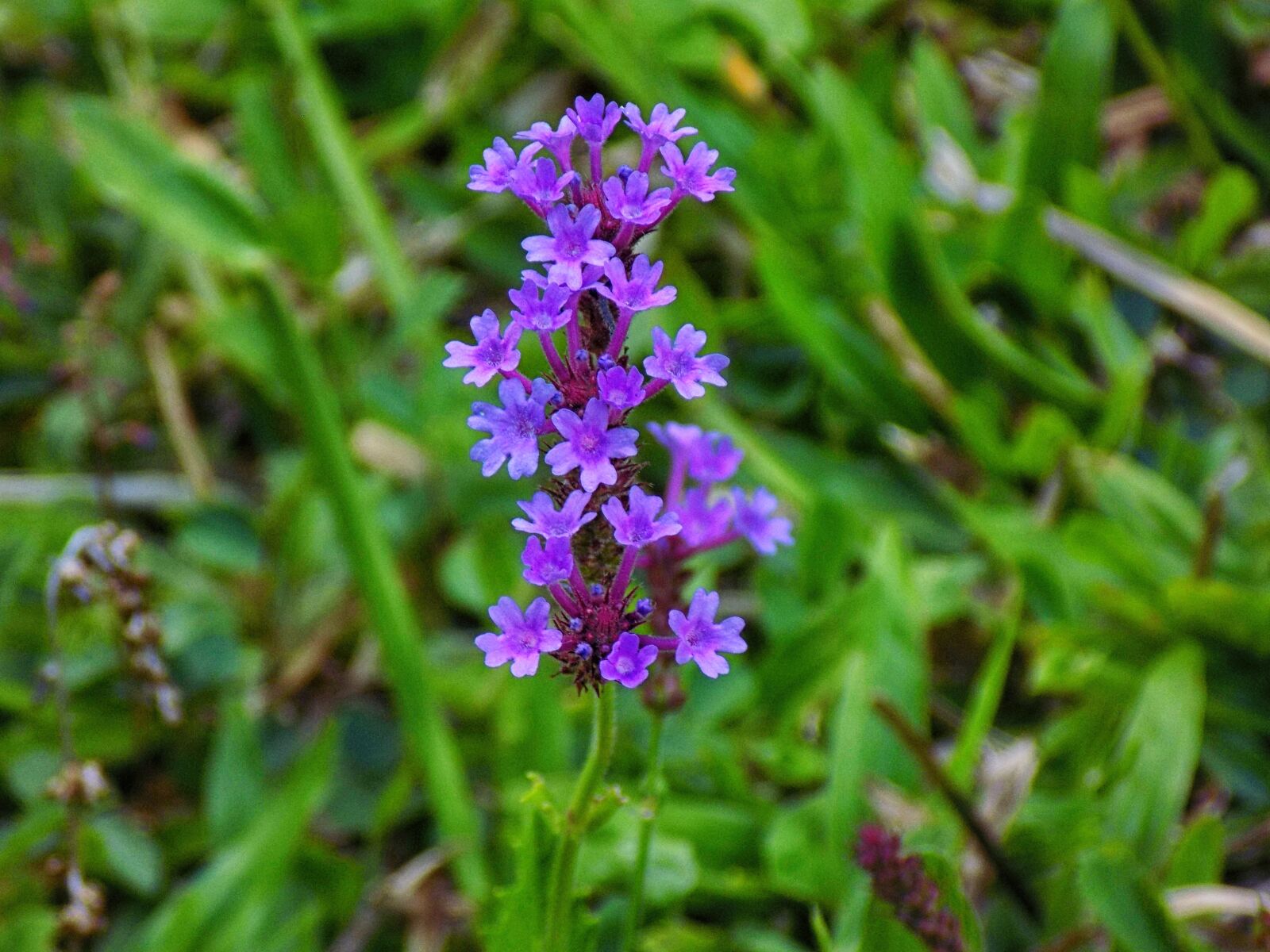 Nikon COOLPIX L330 sample photo. Purple, flower, nature photography