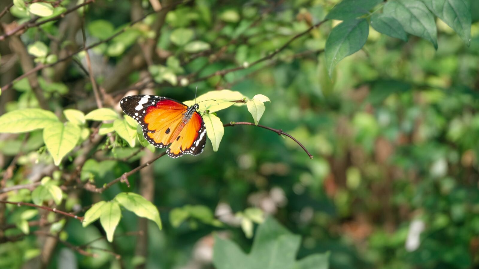Fujifilm X-T20 + Fujifilm XC 16-50mm F3.5-5.6 OIS II sample photo. Butterfly, parks, nature photography