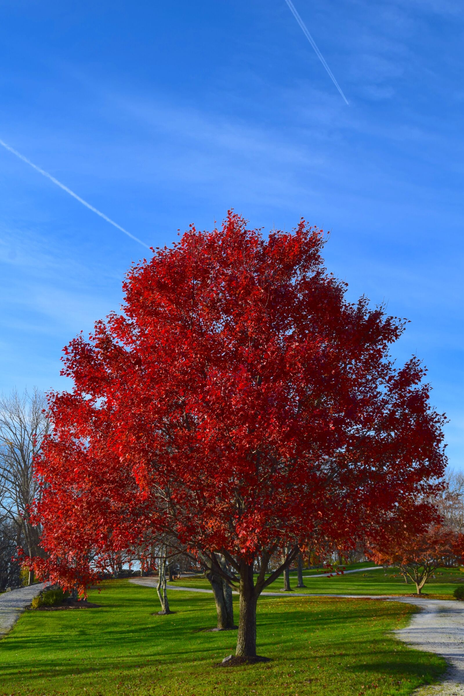 Nikon D3300 sample photo. Tree, autumn, red photography