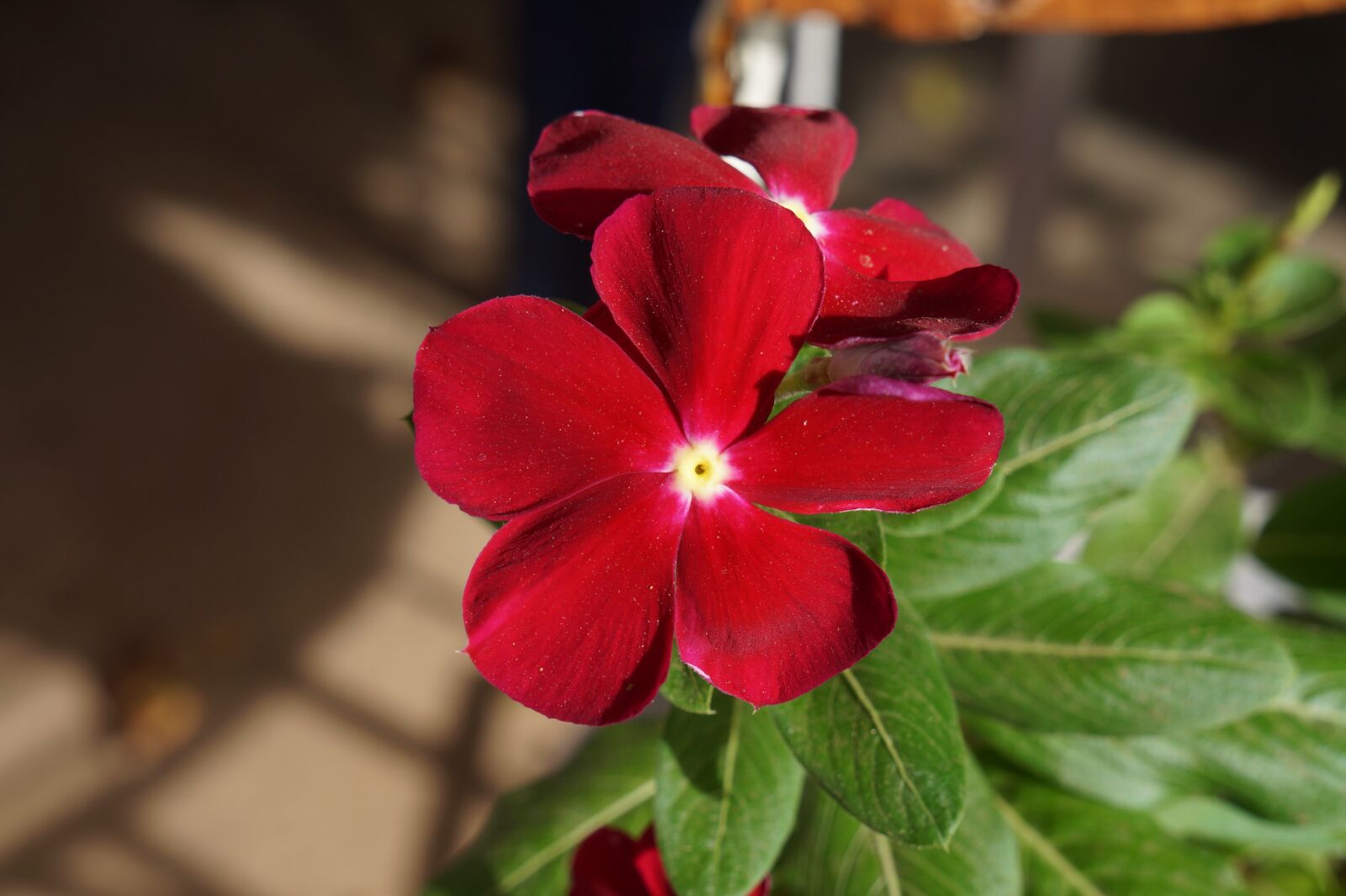 Sony Alpha a3000 + Sony E 18-55mm F3.5-5.6 OSS sample photo. Flower, garden, nature photography