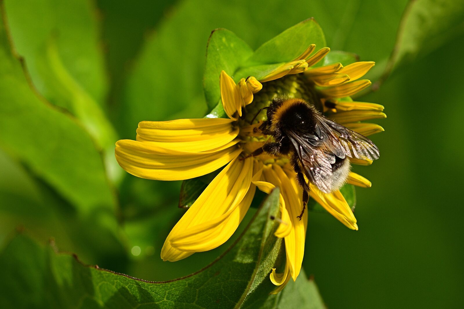 Nikon D5200 sample photo. Sunflower, hummel, yellow photography