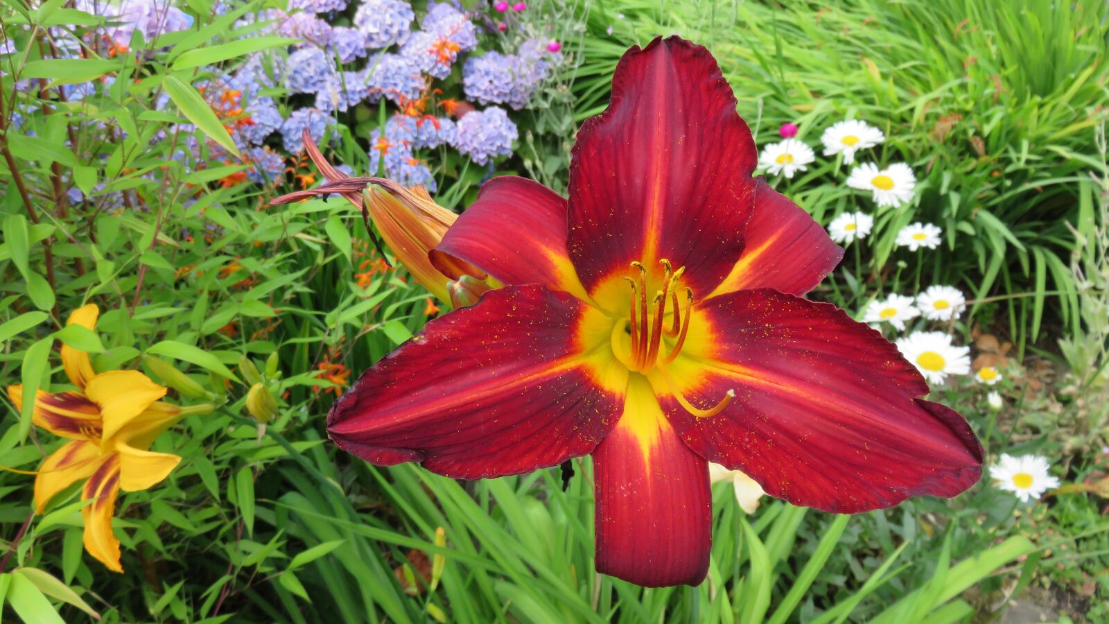 Canon PowerShot SX700 HS sample photo. Flowers, lily, red photography