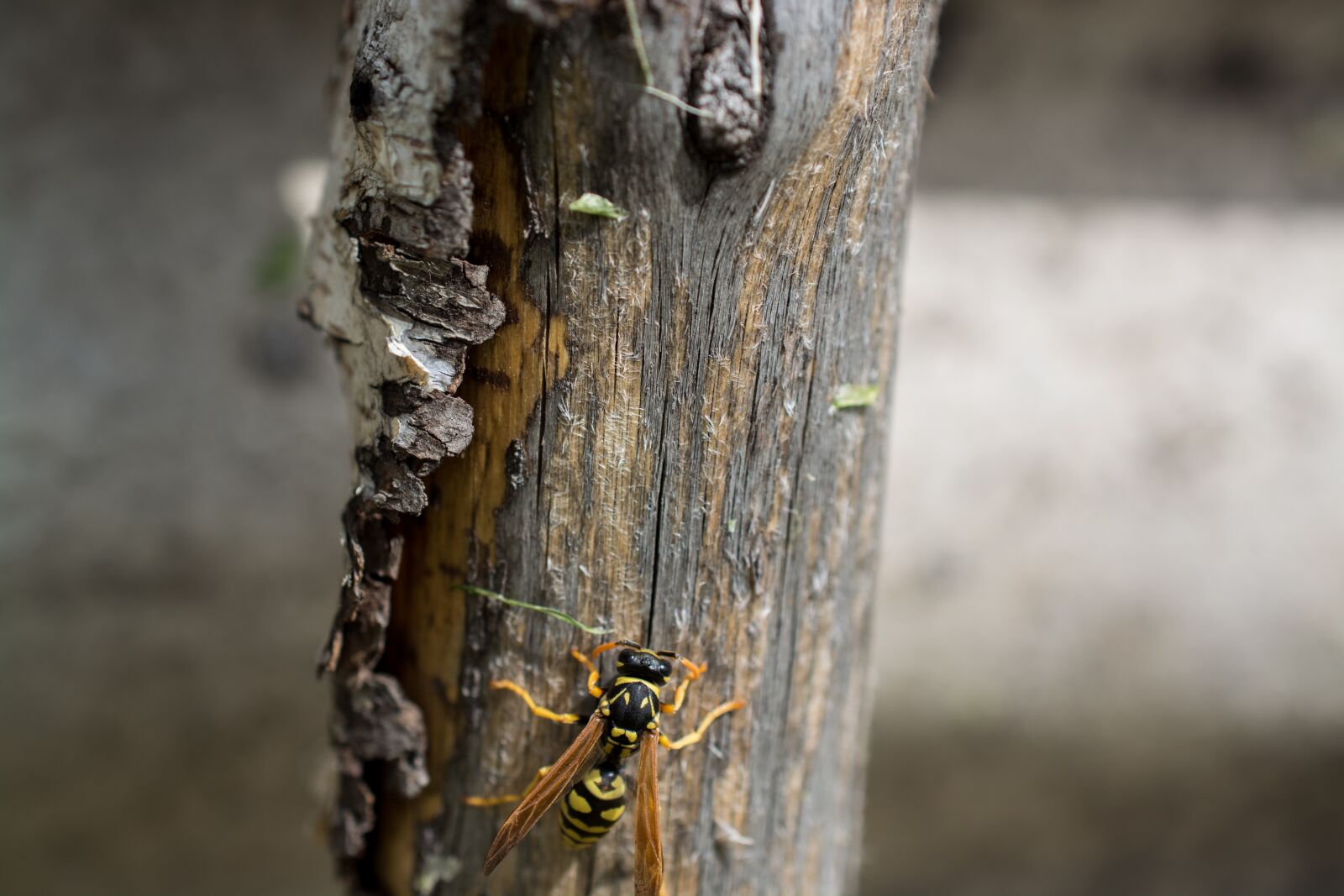 Nikon D5200 sample photo. Wasp, macro, tree photography