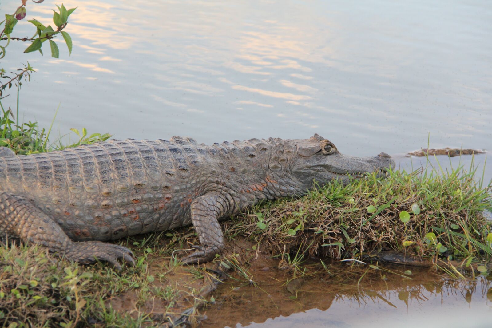 Canon EF-S 18-200mm F3.5-5.6 IS sample photo. Alligator, animals, reptile photography
