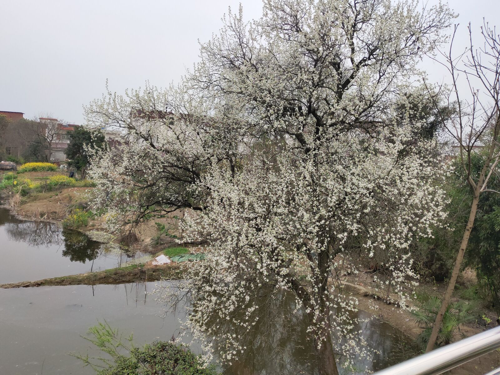 Meizu 16th sample photo. Spring, flower, free photography