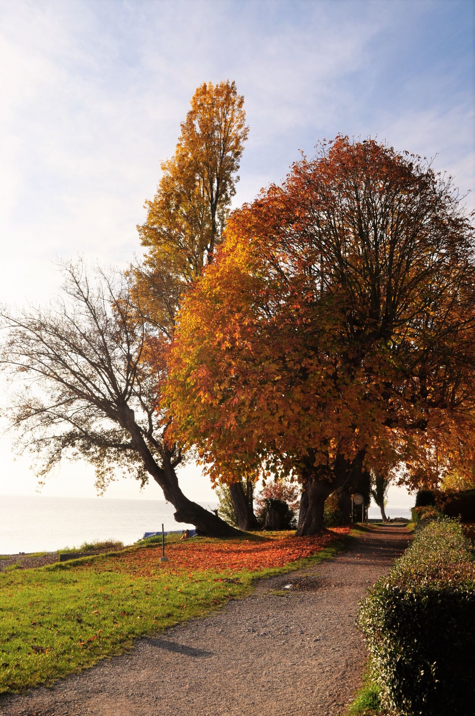 Nikon D5000 sample photo. Lake, tree, landscape photography