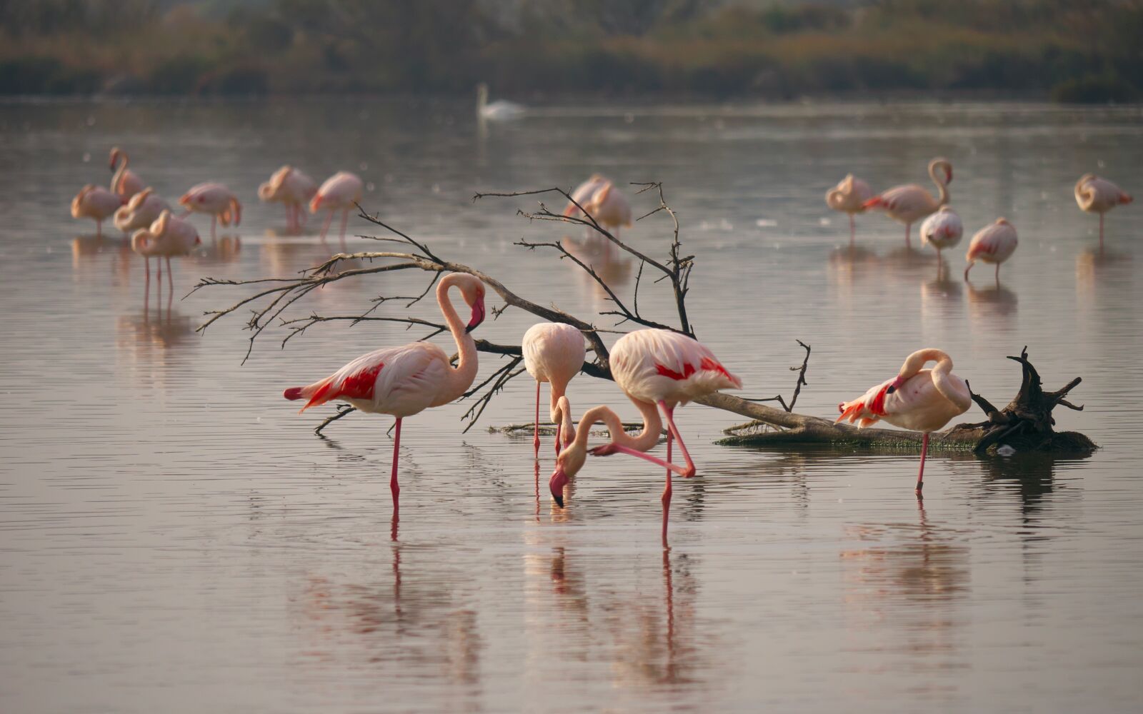 Panasonic Lumix DMC-GX7 sample photo. Nature, flamingo, flamingos photography