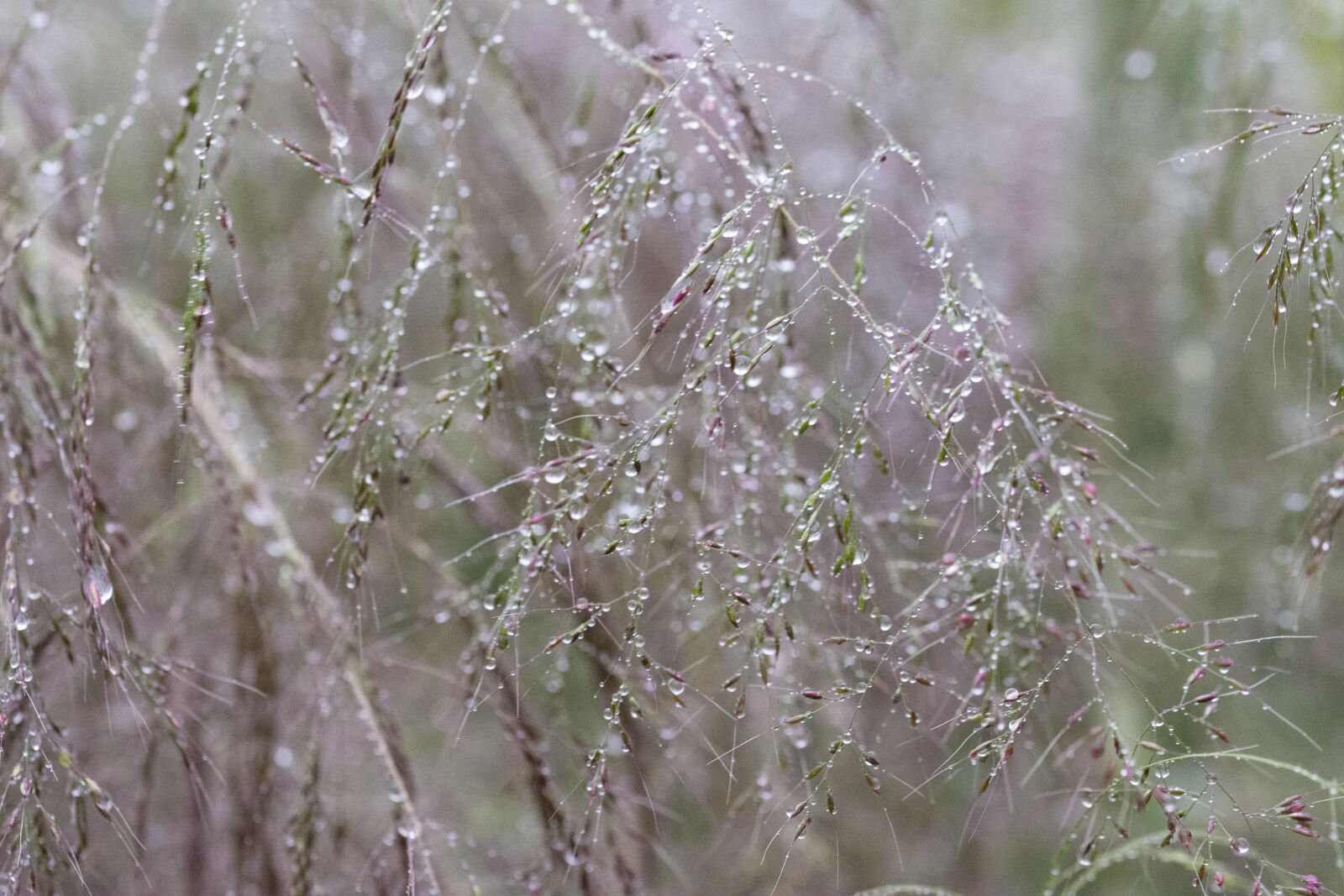 Nikon D5200 sample photo. Water drops, structure, water photography