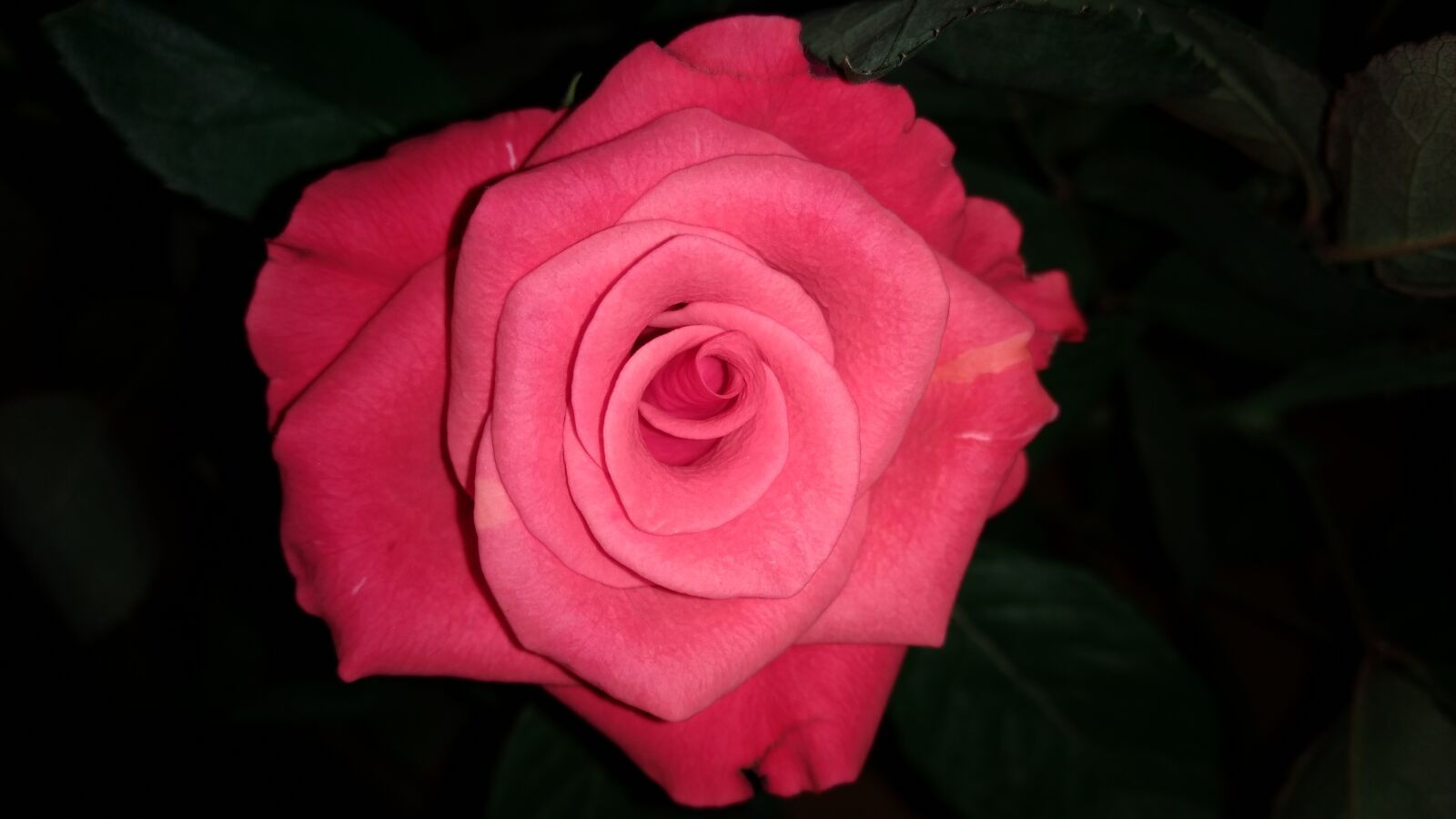 Motorola Moto G (4) sample photo. Rose, red, flower photography