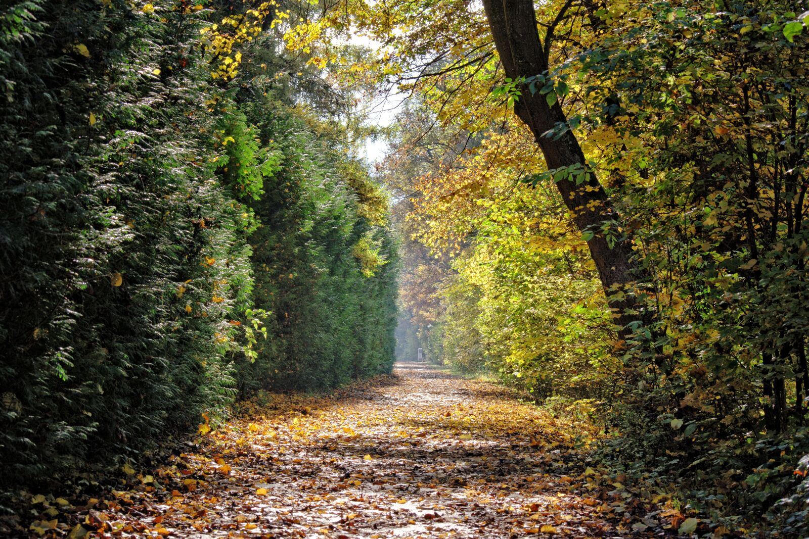 Nikon D7100 sample photo. Autumn, away, trees photography