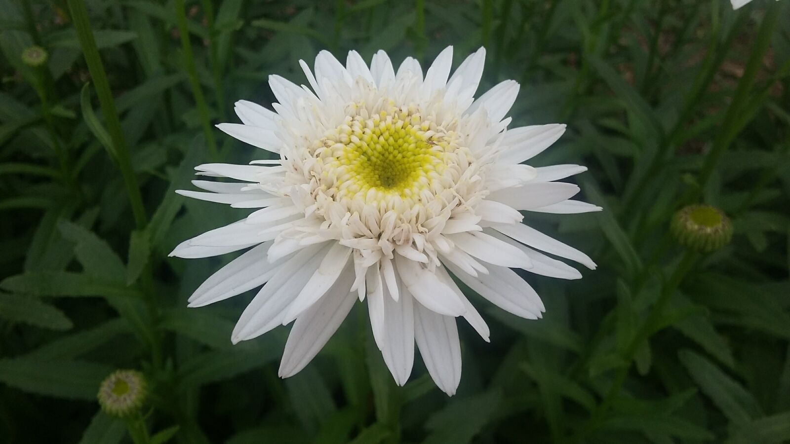 Samsung Galaxy Grand Prime sample photo. Daisy, flowers, white photography