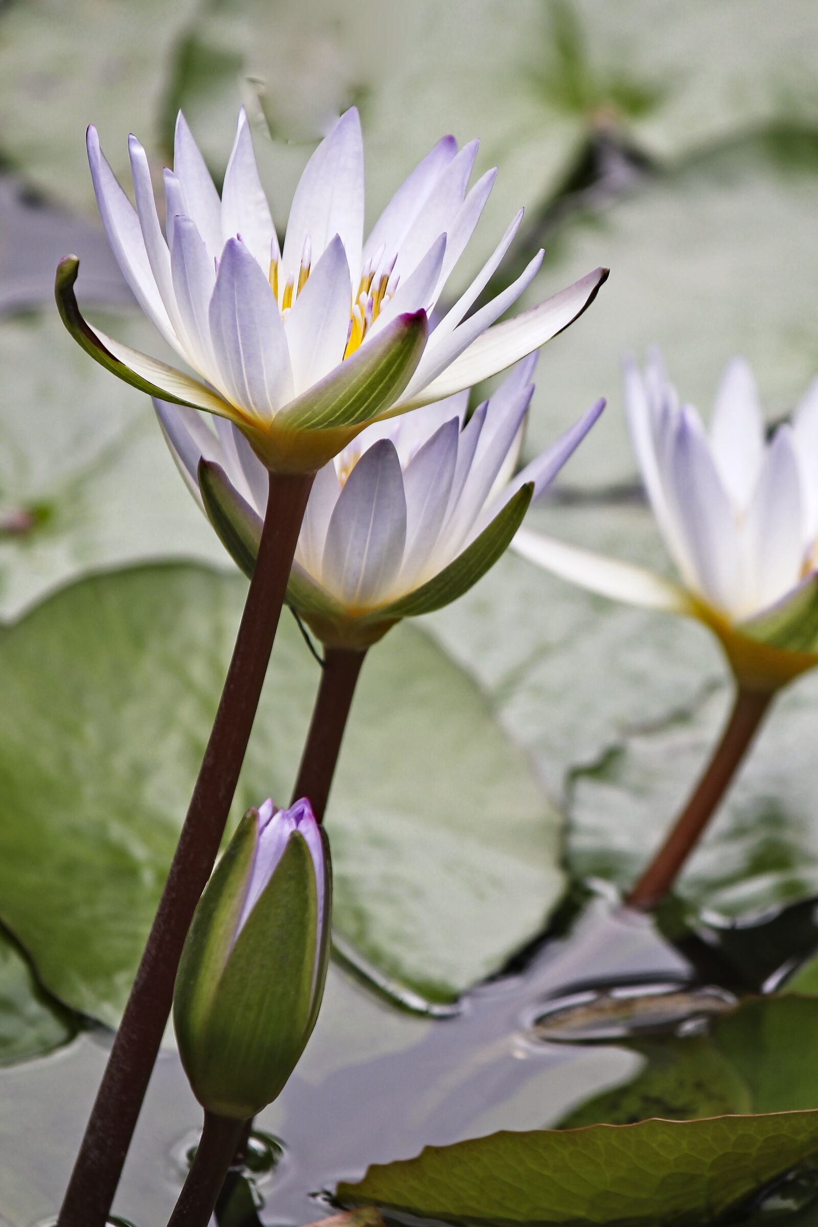 Canon EOS 550D (EOS Rebel T2i / EOS Kiss X4) sample photo. Lily, waterlily, white photography