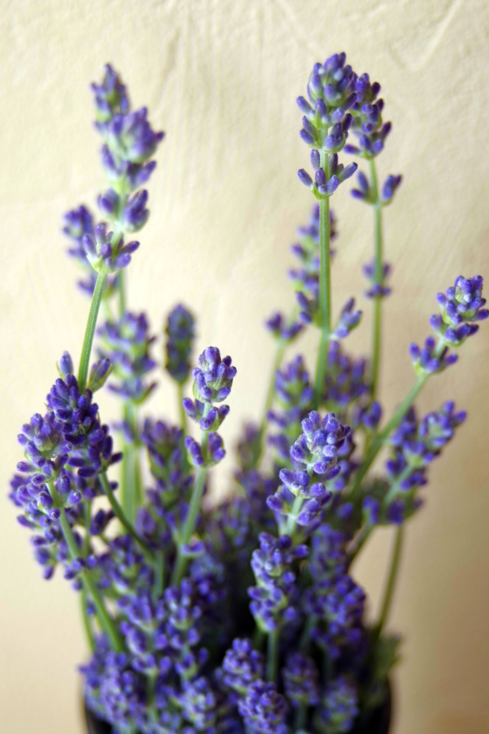 Pentax K-S2 sample photo. Lavender, flowers, purple flower photography