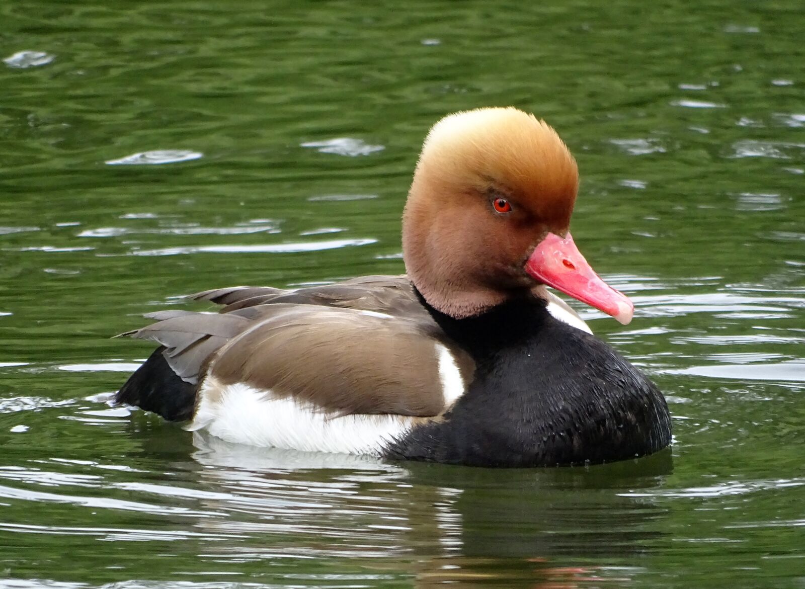 Sony DSC-HX400 sample photo. Dive, bird, duck photography