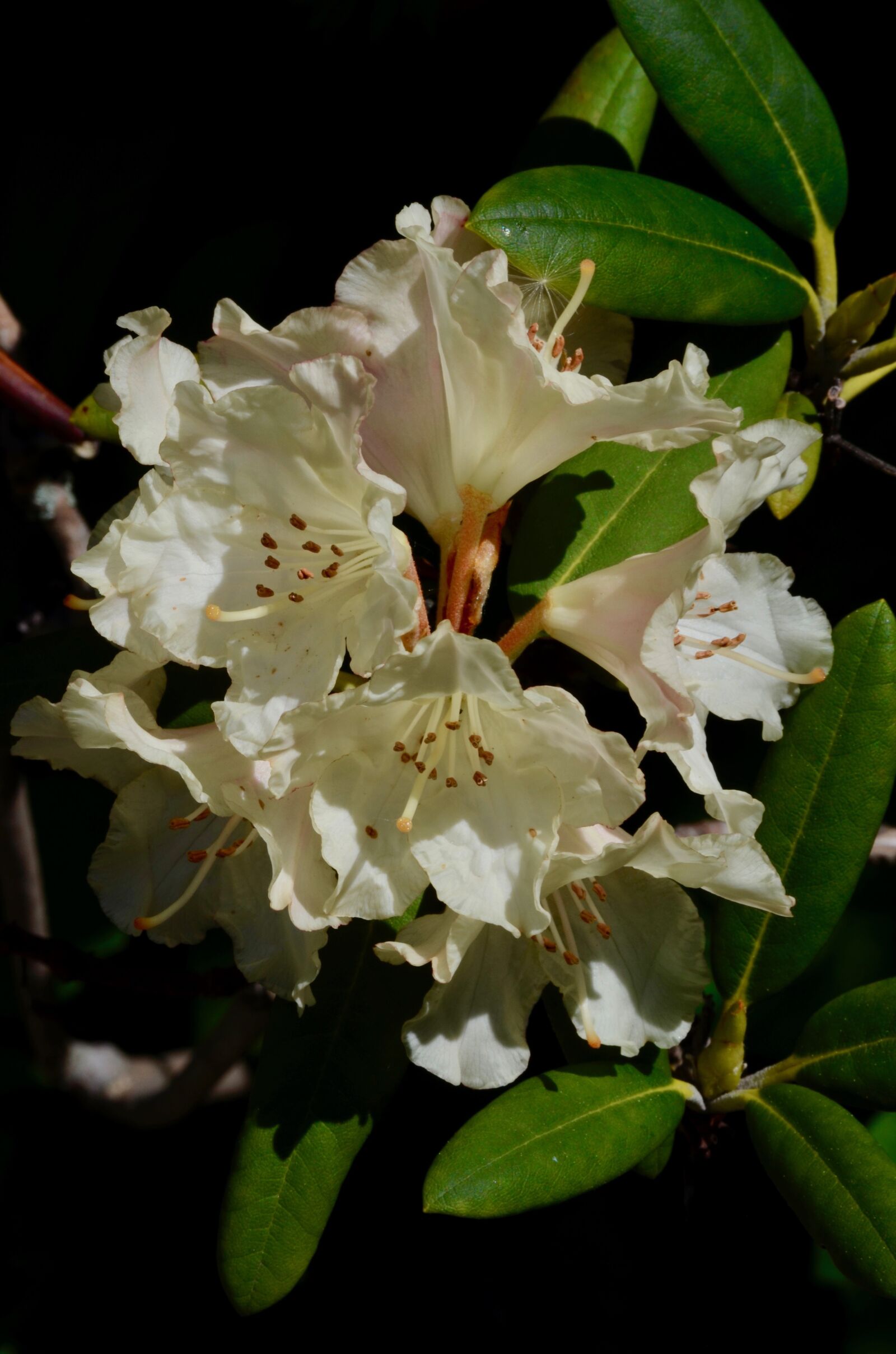 Nikon D5100 sample photo. Rhododendron, blossom, bloom photography