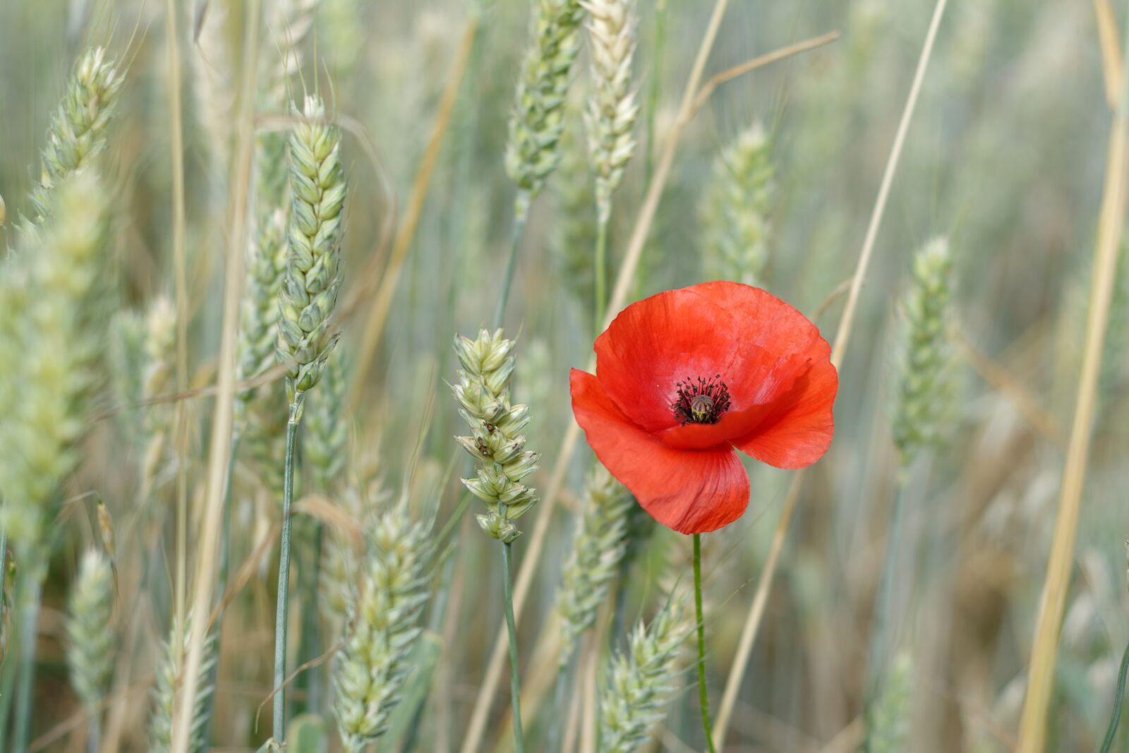 Nikon D5200 sample photo. Poppy, one, the ecclesia photography