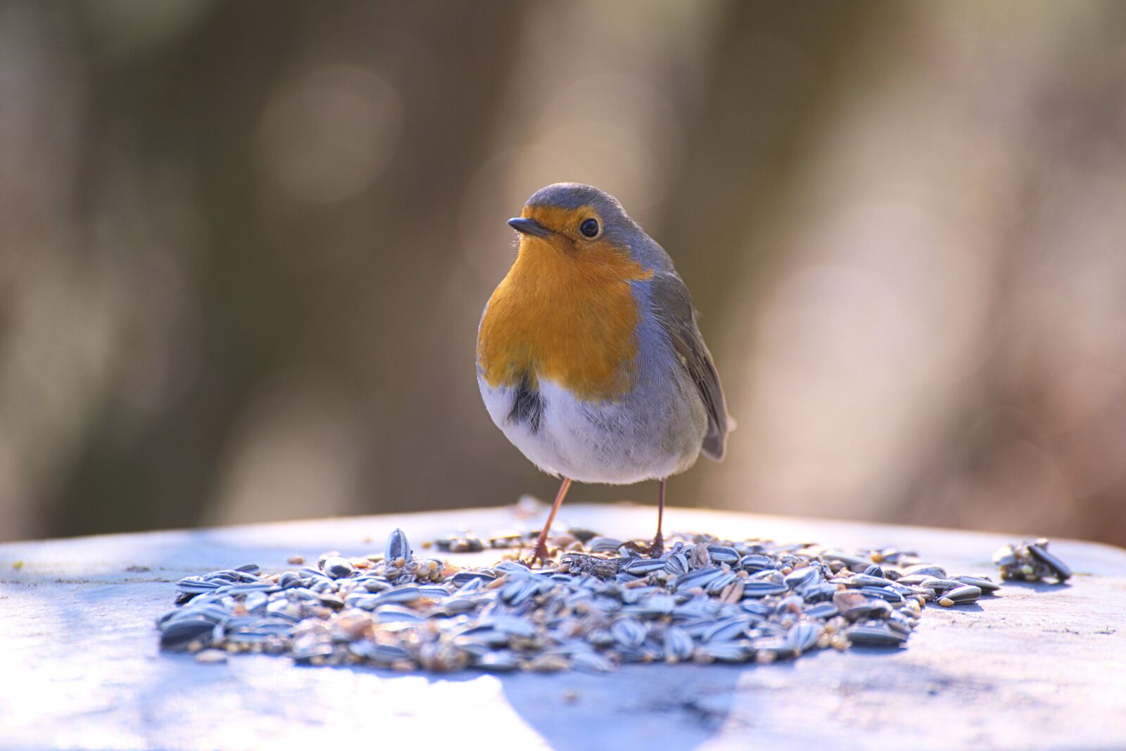 Nikon D600 sample photo. Robin, bird, garden photography