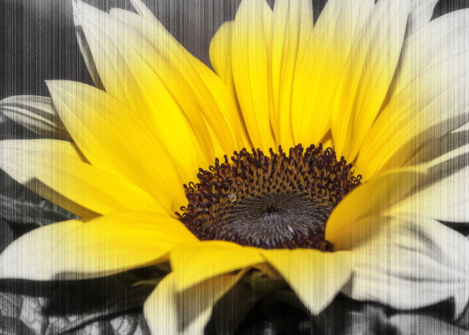 Canon EOS 50D + Canon EF 24-105mm F4L IS USM sample photo. Helianthus, color key, yellow photography