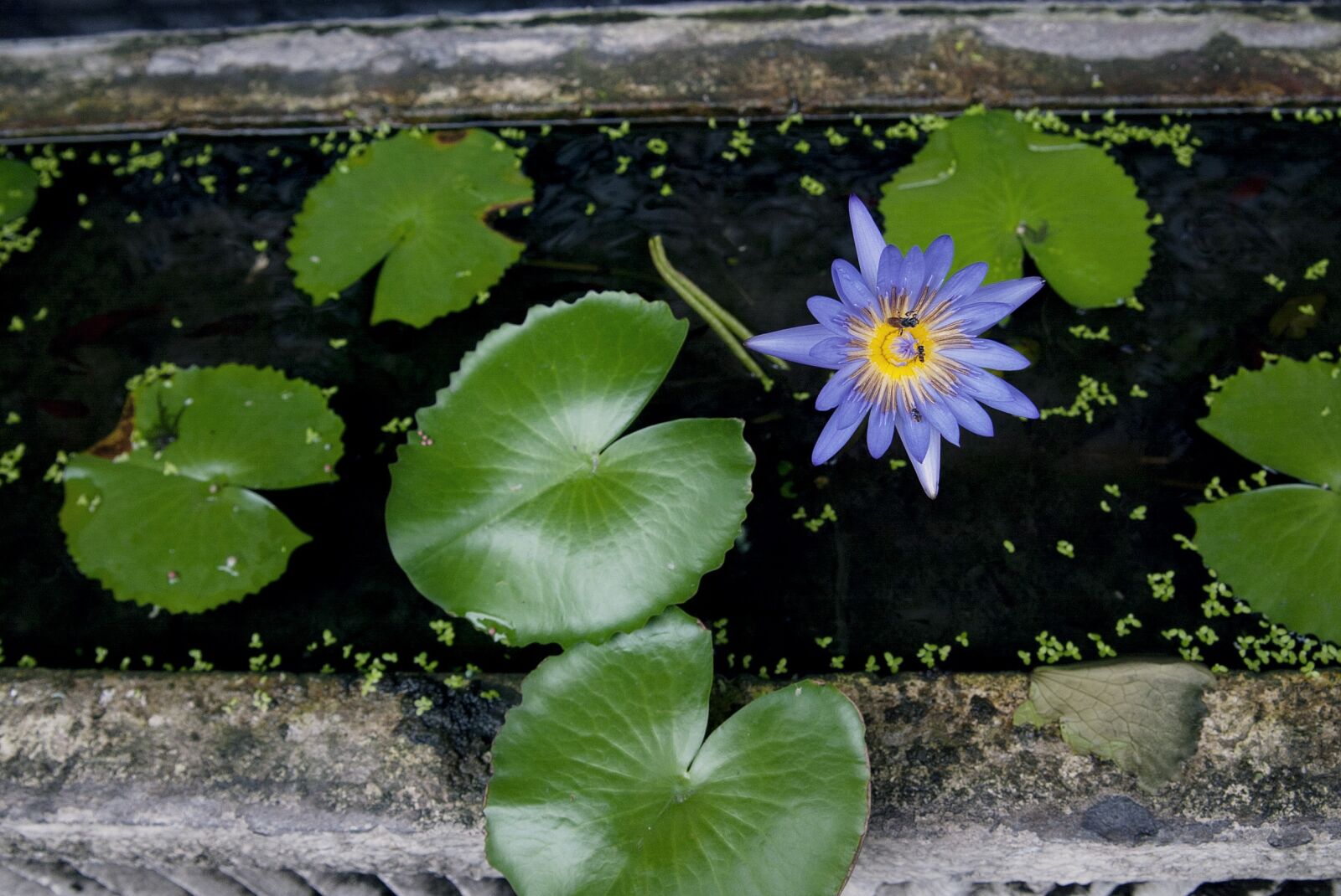 Canon EOS-1D sample photo. Lotus, water, insects photography