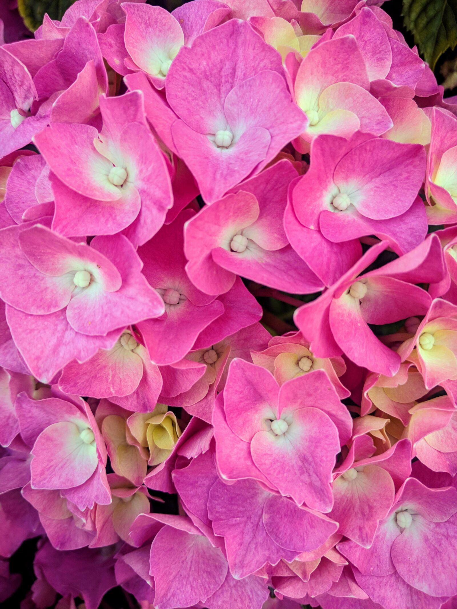 Google Nexus 6P sample photo. Flower, nature, flora photography
