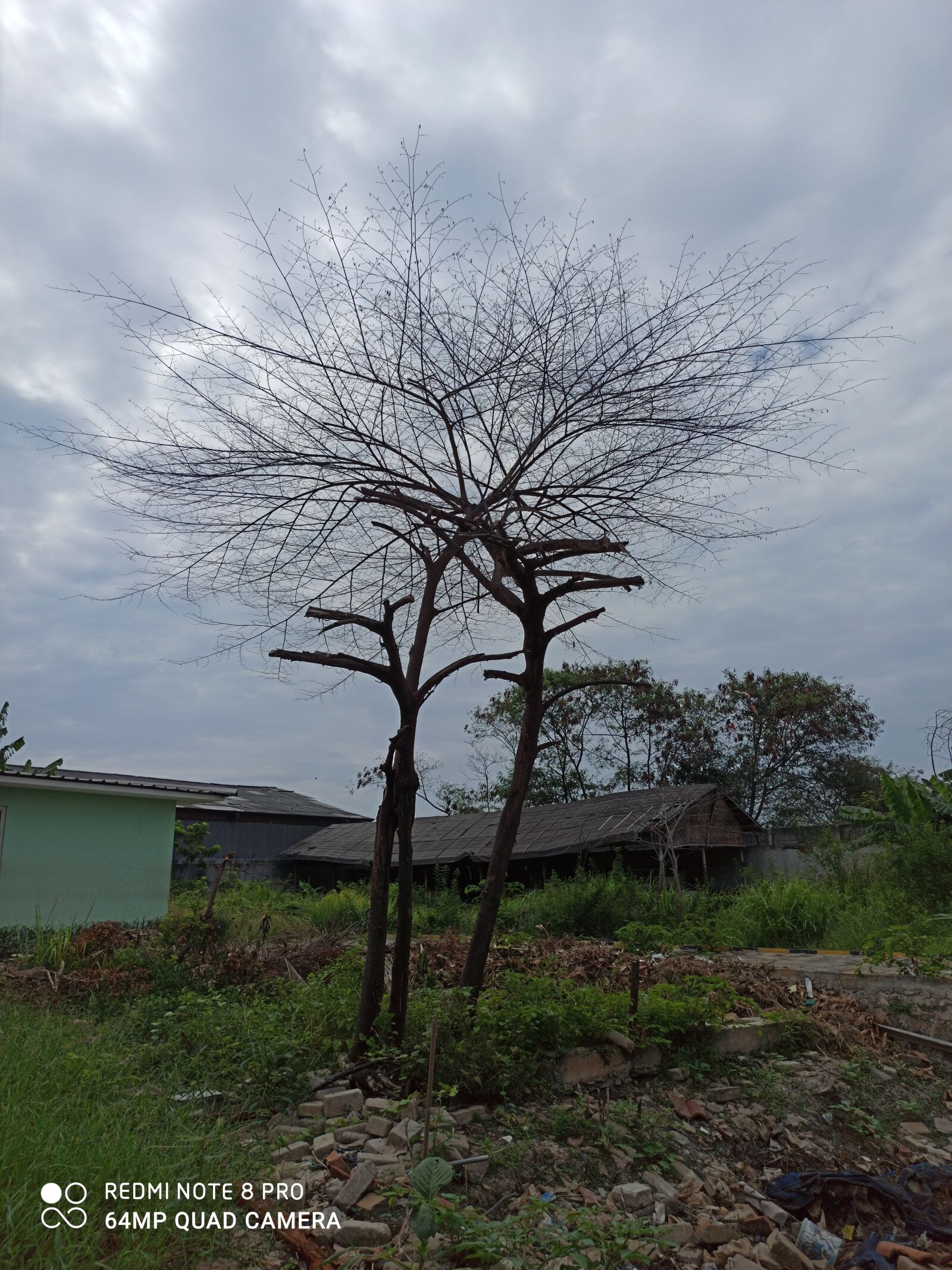 Xiaomi Redmi Note 8 Pro sample photo. Summer, tree, field photography
