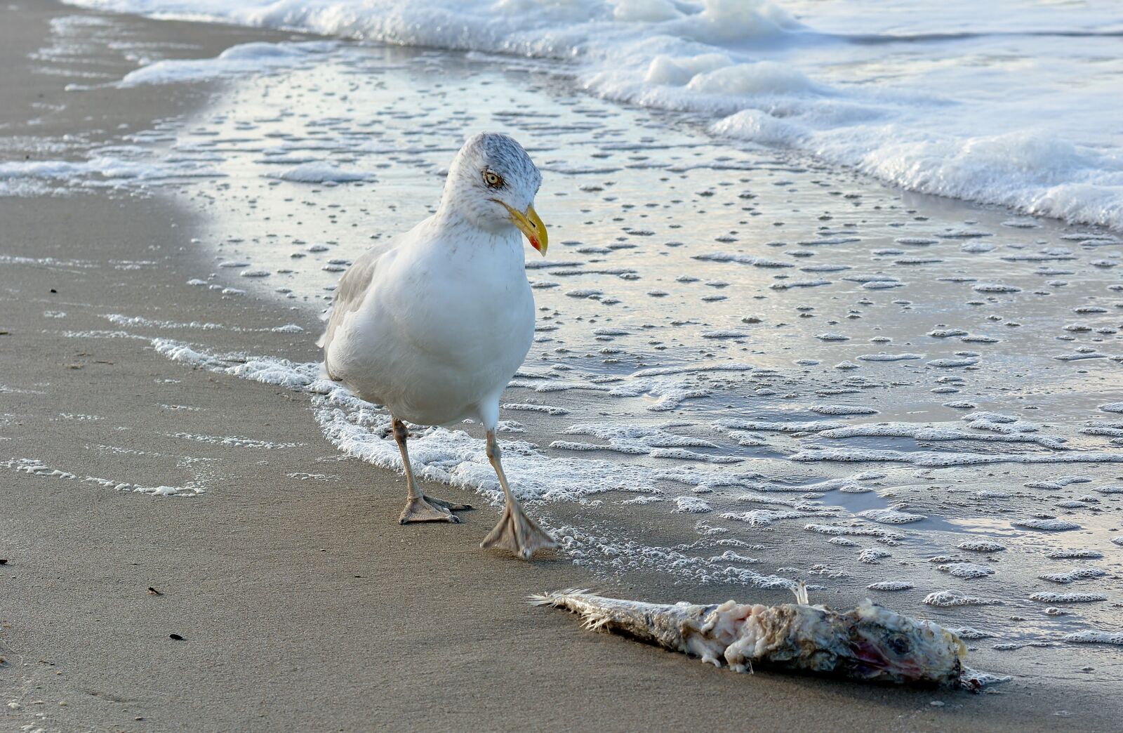 Nikon D5200 sample photo. Waters, sea, bird photography