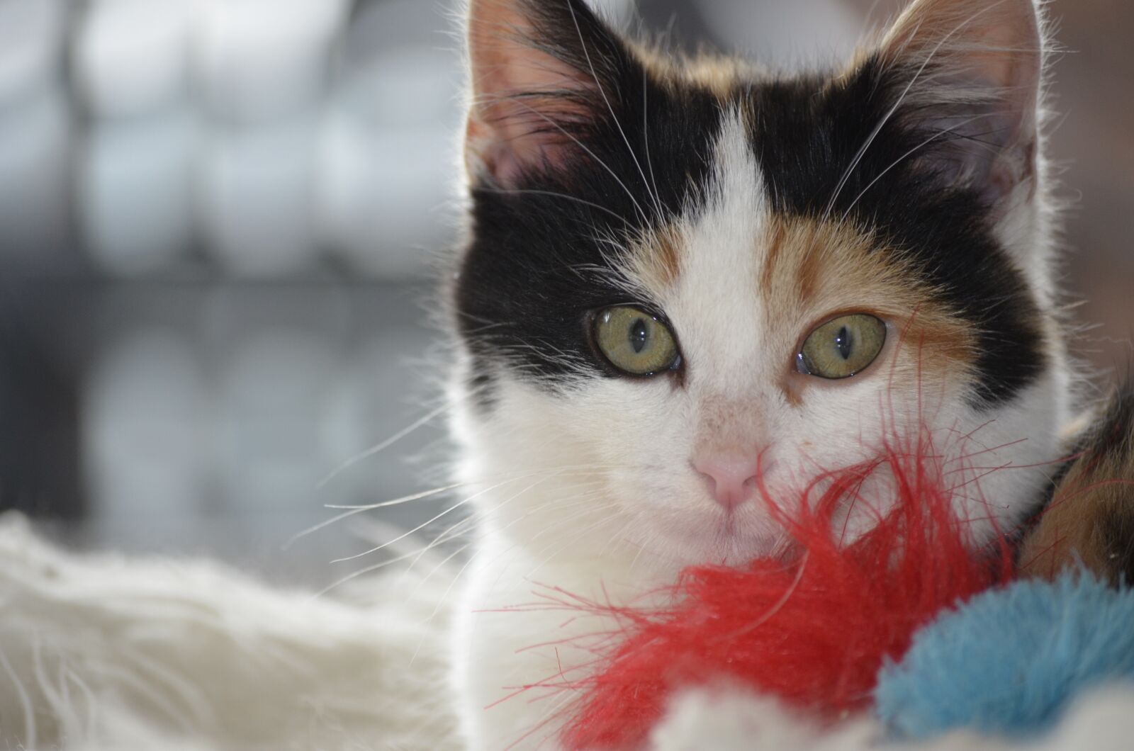 Nikon D5100 sample photo. Luck, cat, animals photography