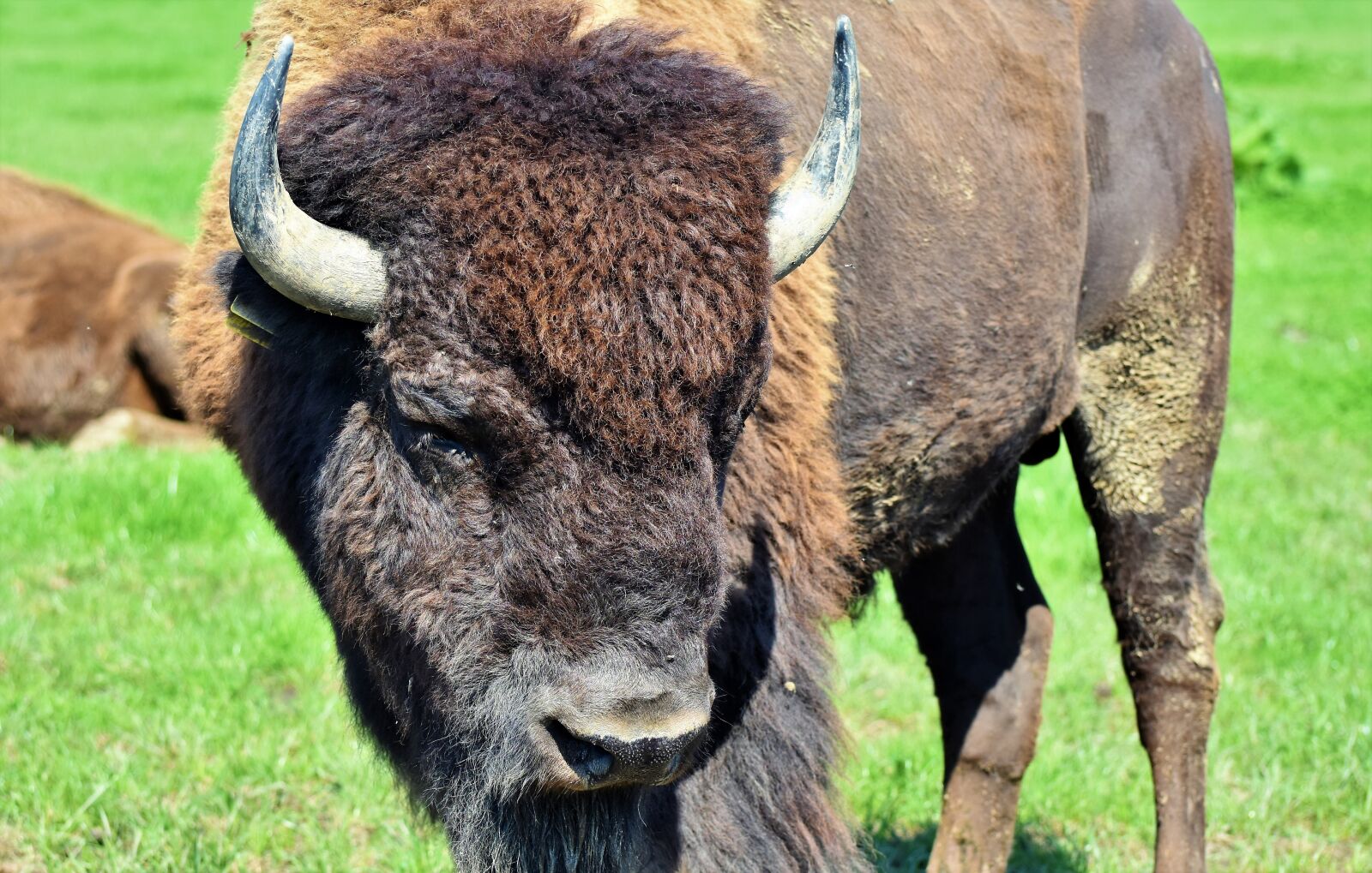 Nikon D7200 sample photo. Bison, buffalo, horns photography