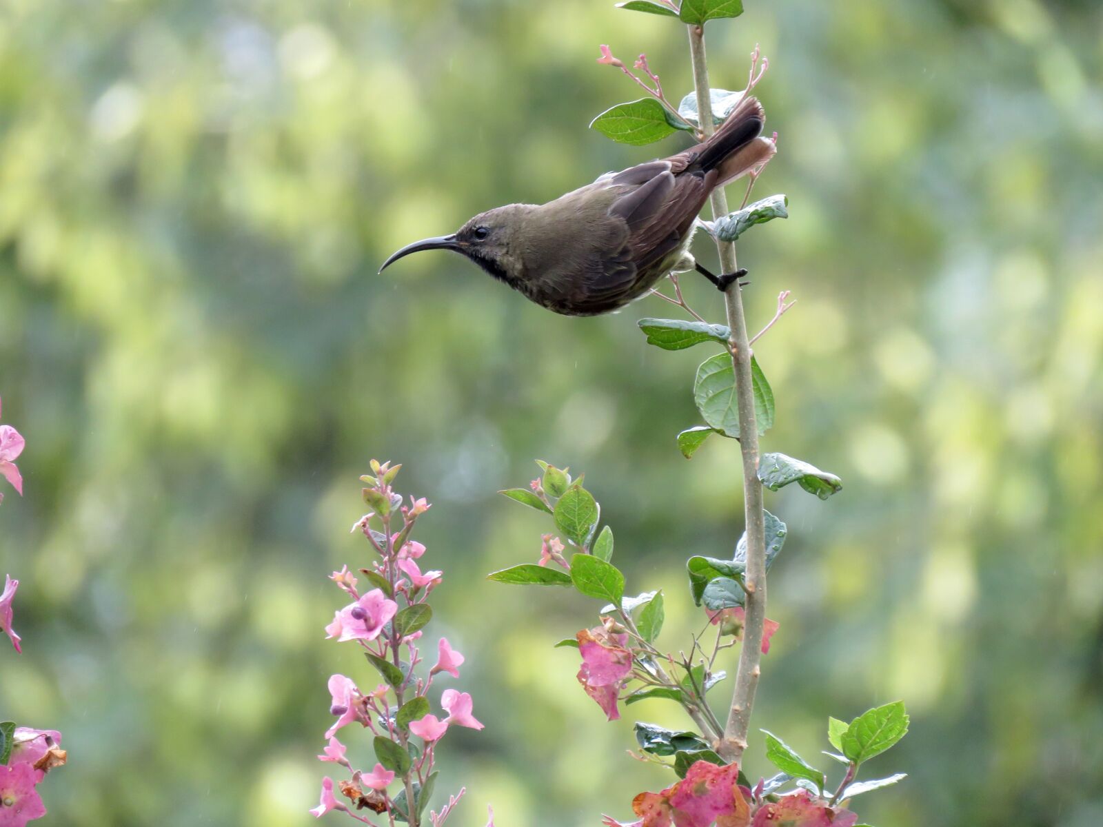 Canon PowerShot SX60 HS sample photo. Bird, sunbird, hummingbird photography