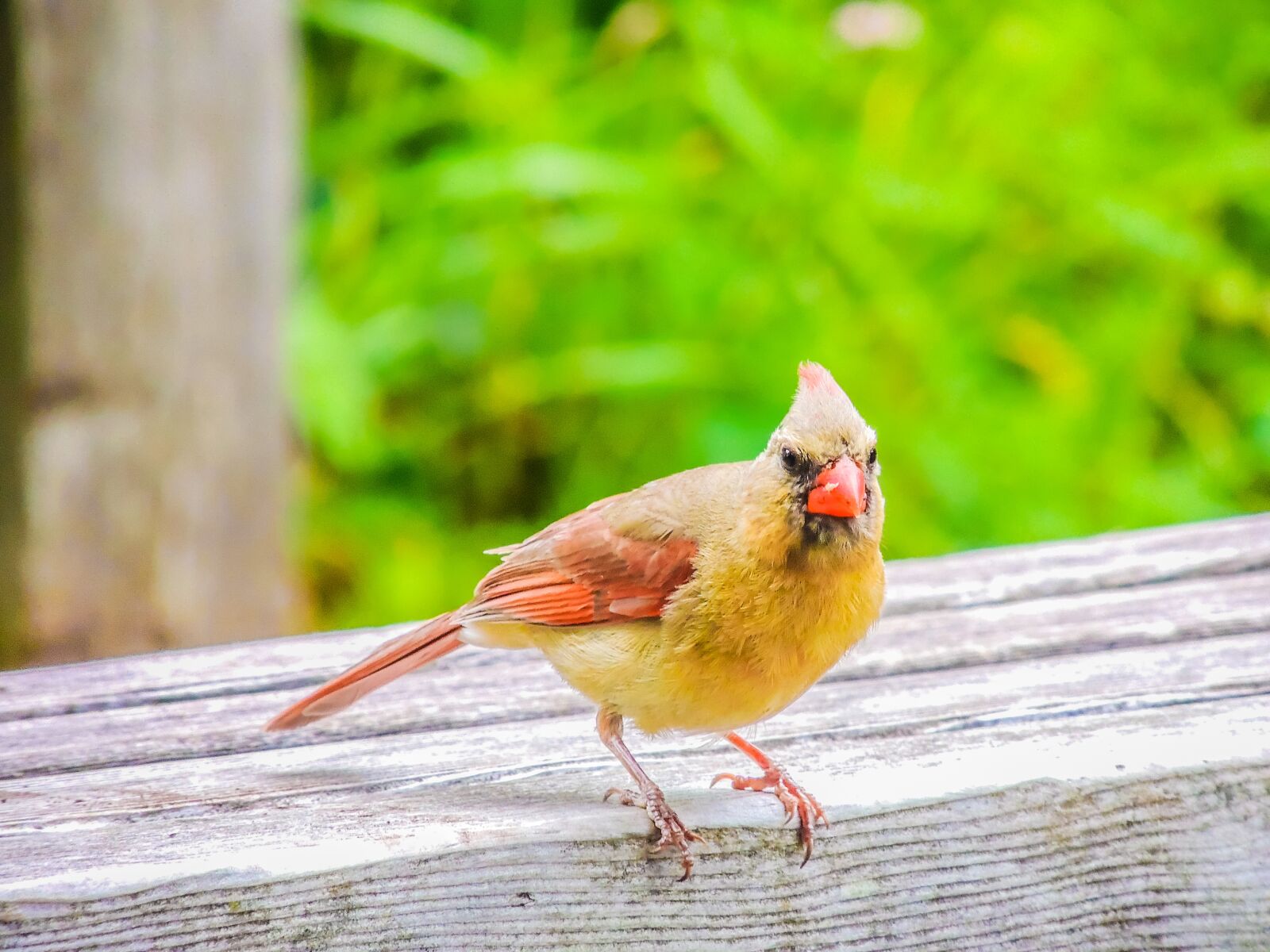 Nikon Coolpix P510 sample photo. Young, cardinal, bird photography