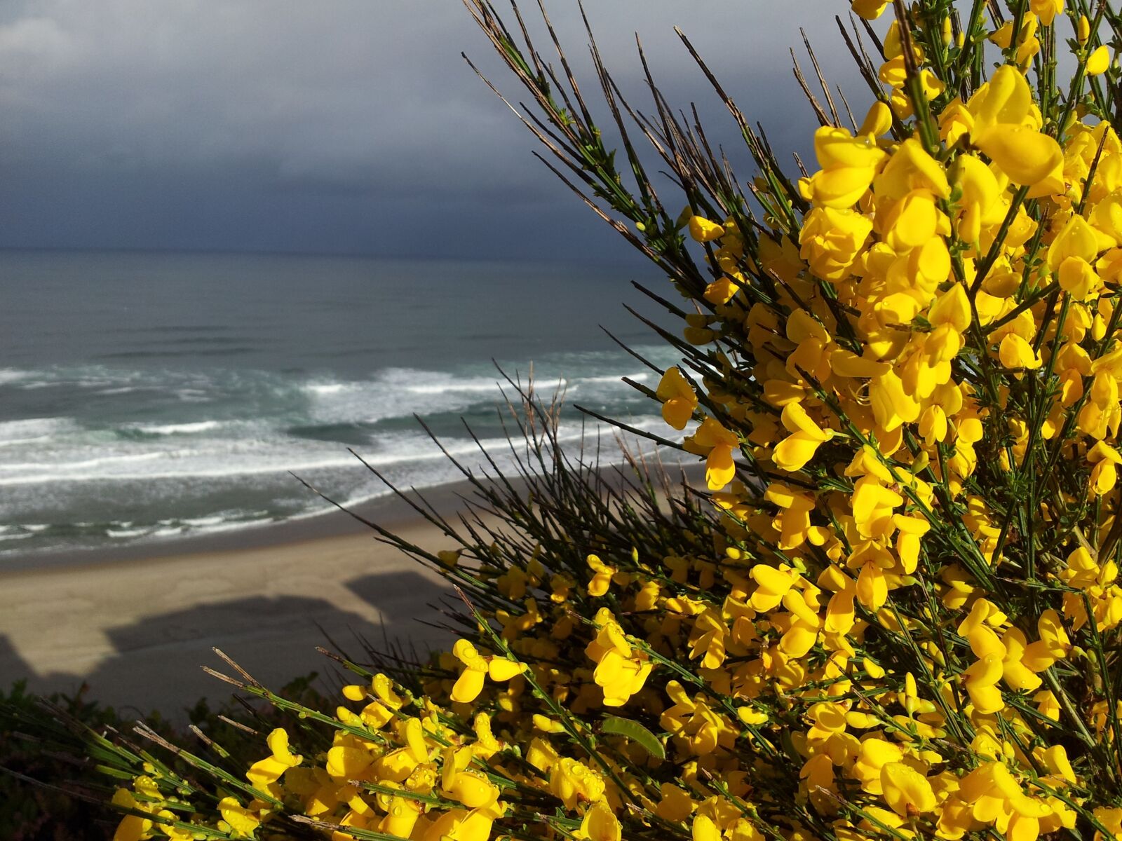 Samsung Galaxy S2 sample photo. Broom, sea, ocean photography