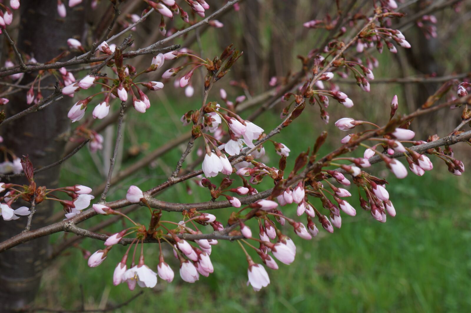 Sony Alpha a3000 sample photo. Cherry blossom, japanese cherry photography