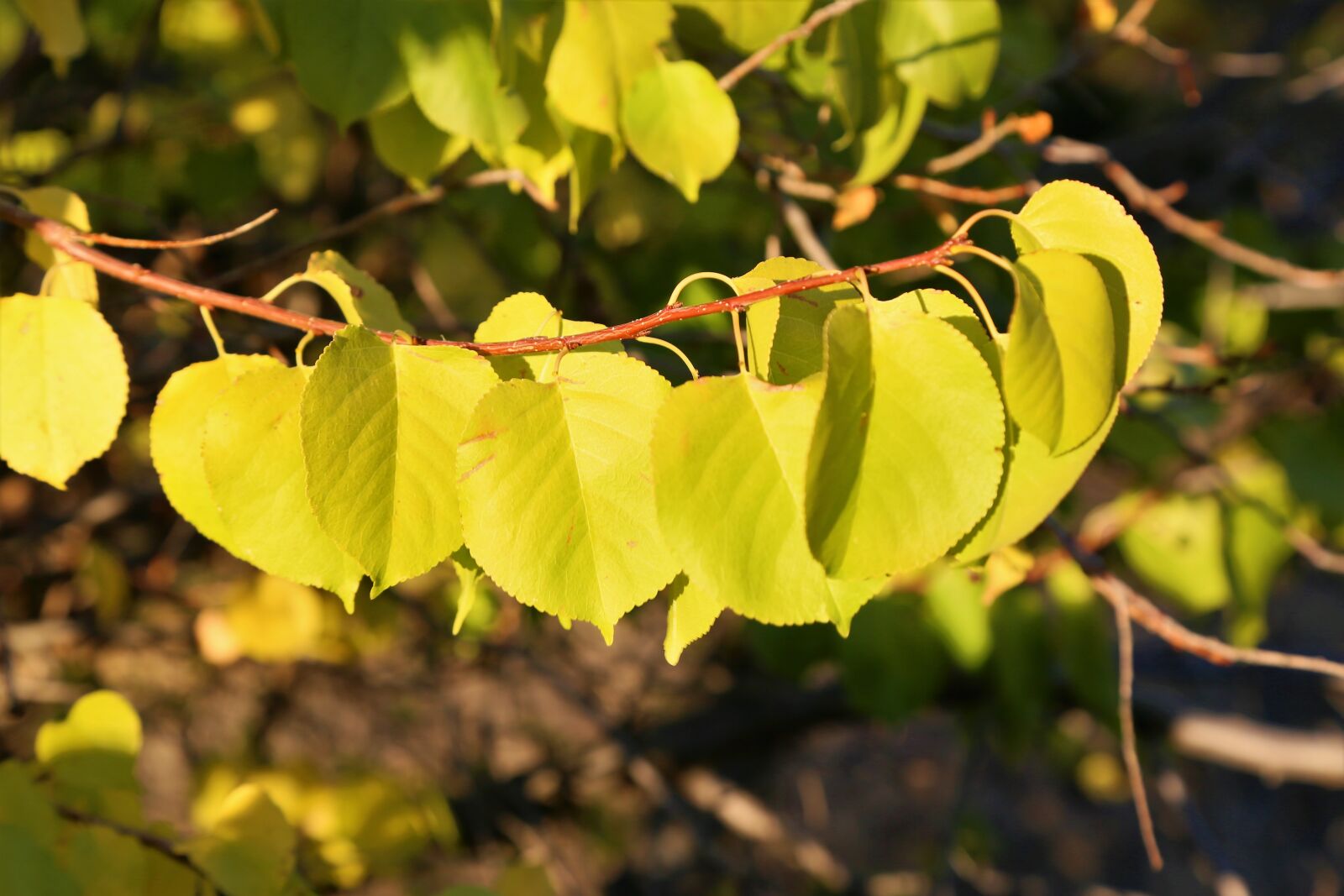 Canon EF 24-105mm F4L IS USM sample photo. The leaves are, autumn photography