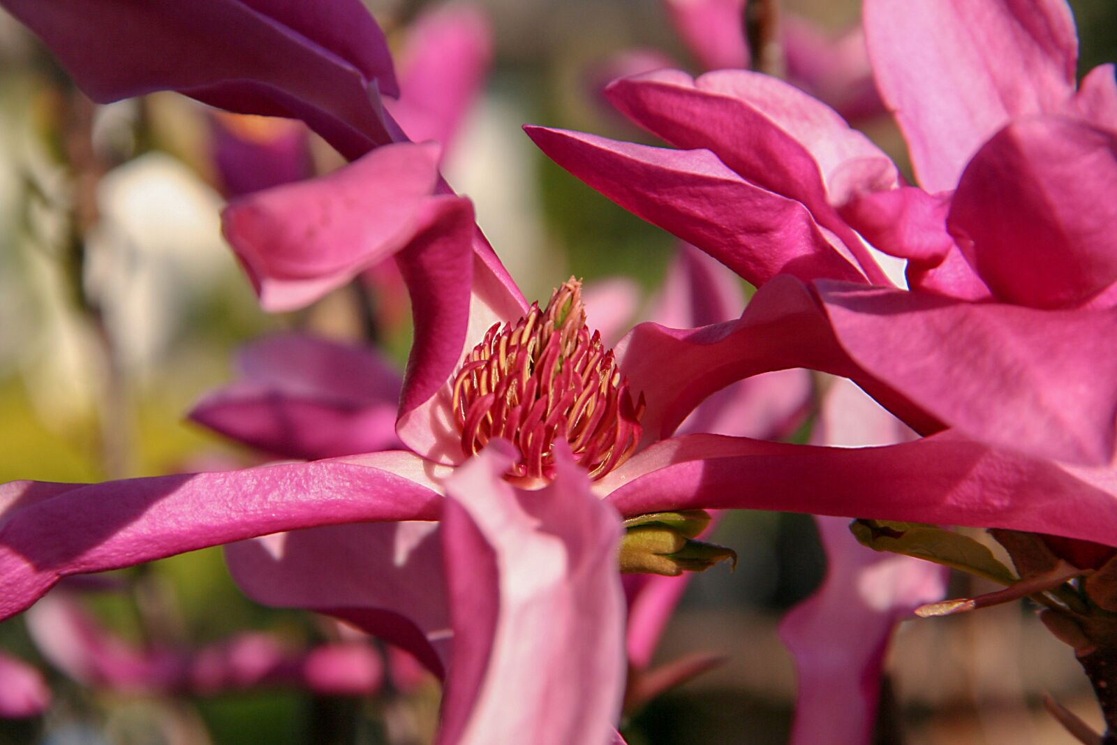 Canon EOS 350D (EOS Digital Rebel XT / EOS Kiss Digital N) sample photo. Magnolia, flower, spring photography