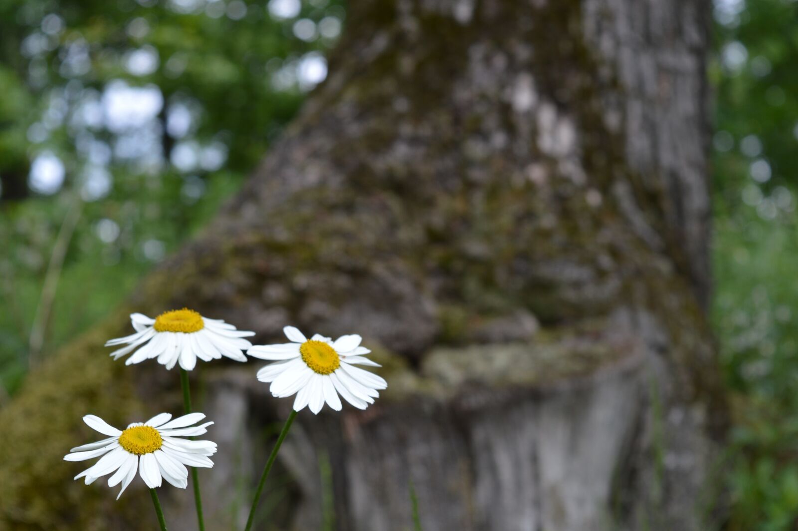 Nikon D3200 sample photo. Flowers, bloom, petals photography