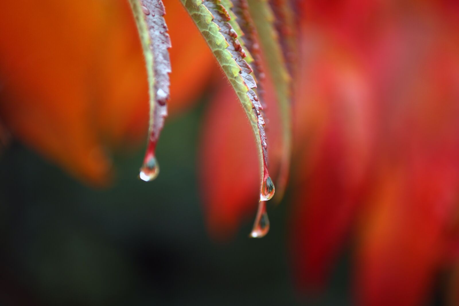 Canon EOS 750D (EOS Rebel T6i / EOS Kiss X8i) + Canon EF-S 55-250mm F4-5.6 IS sample photo. Drip, plant, autumn photography