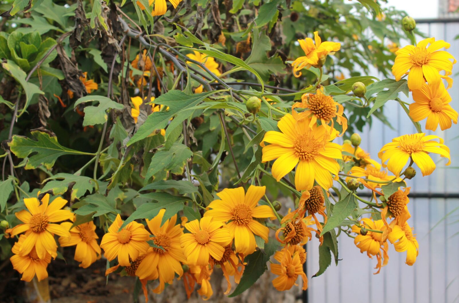 Canon EOS 1100D (EOS Rebel T3 / EOS Kiss X50) sample photo. Tithonia diversifolia, flower, wild photography