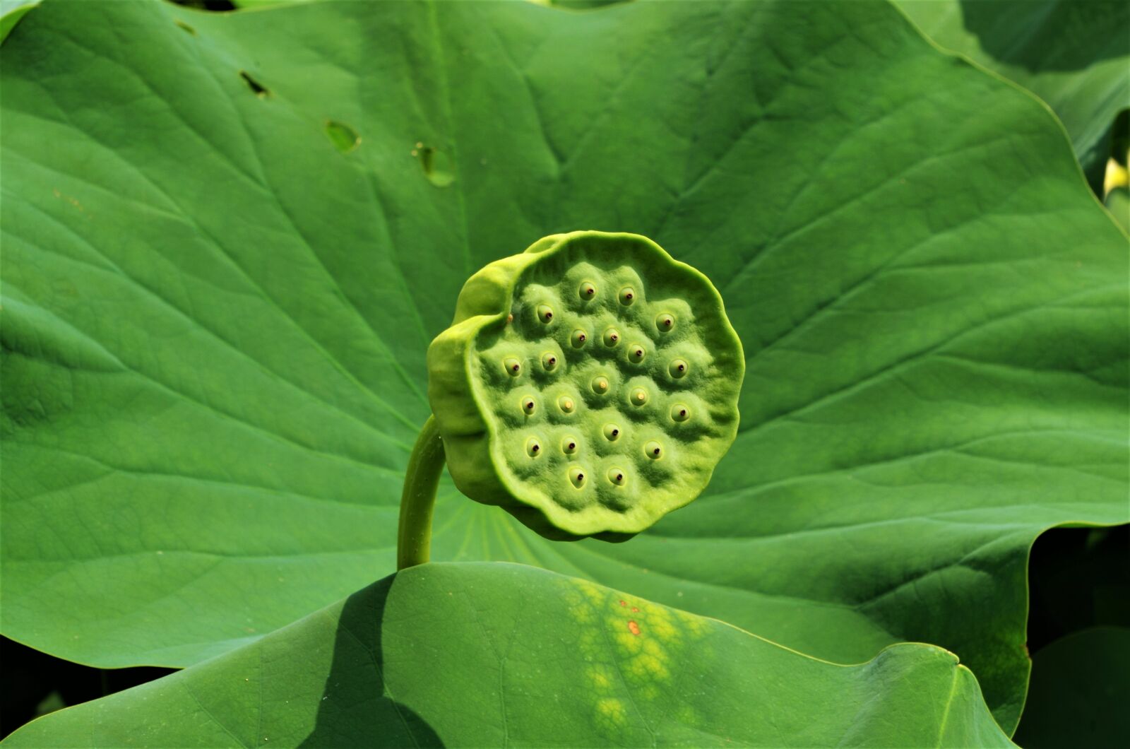 Pentax K-50 sample photo. Flower, green, pod photography