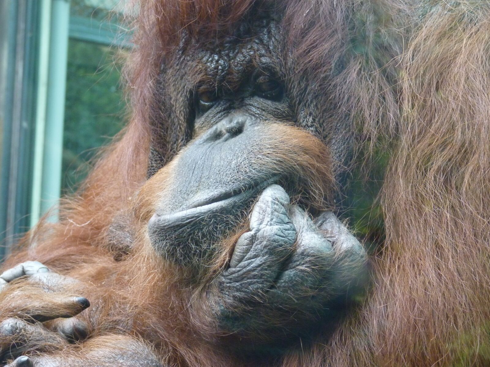 Panasonic Lumix DMC-FZ35 (Lumix DMC-FZ38) sample photo. Monkey, orangutan, zoo photography