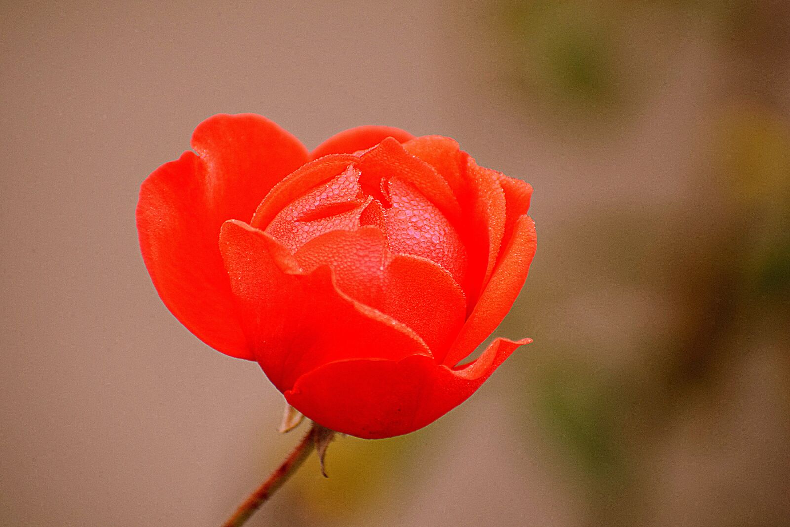 Nikon D3300 sample photo. Rose, flower, floral photography