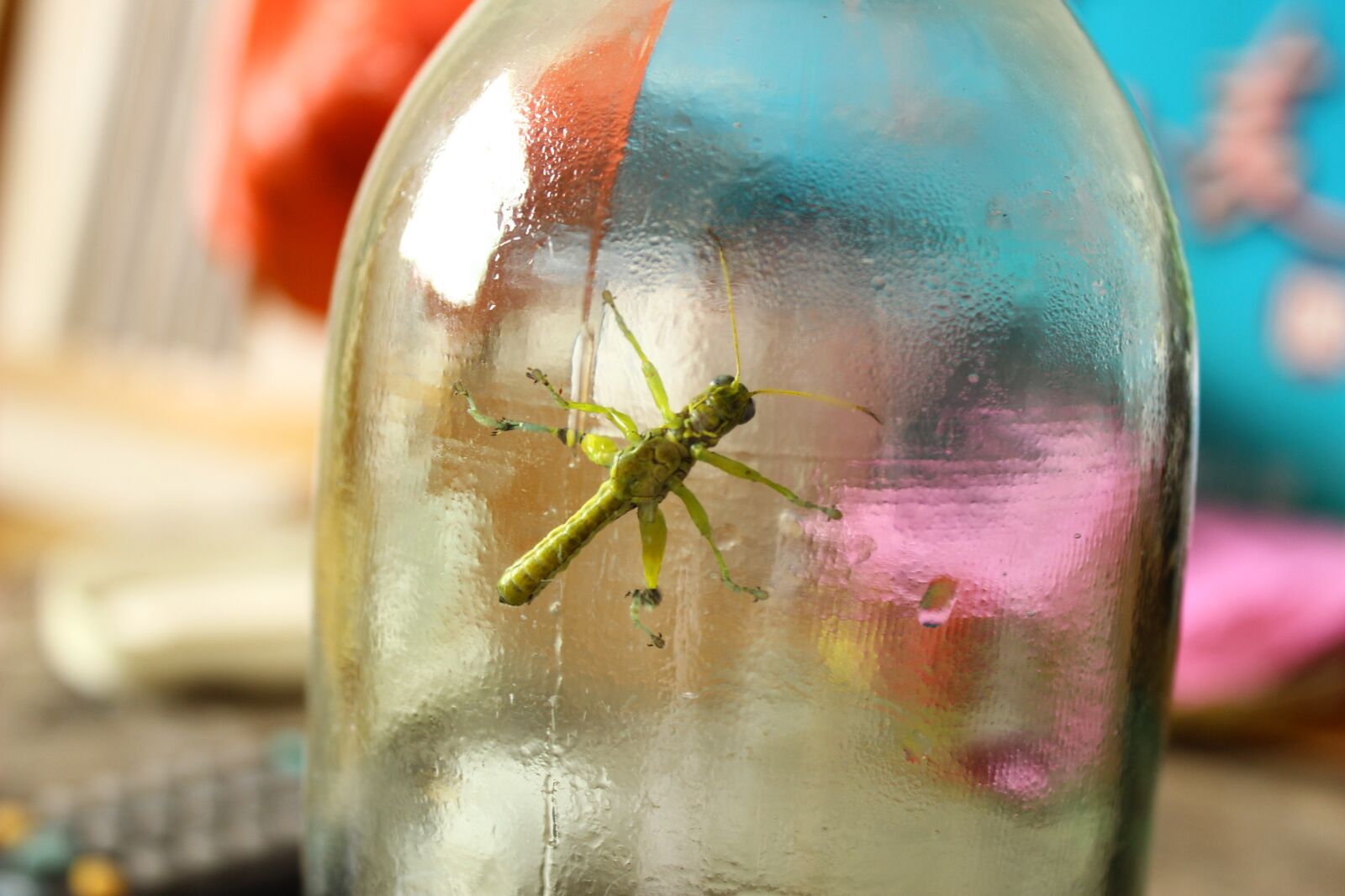 Canon EOS 600D (Rebel EOS T3i / EOS Kiss X5) sample photo. Bottles, grasshopper, small animals photography
