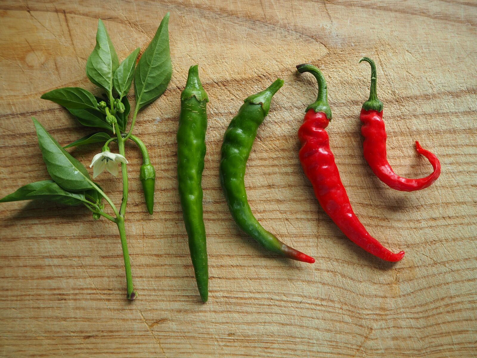 Olympus OM-D E-M10 sample photo. Chili, paprika, sharp photography