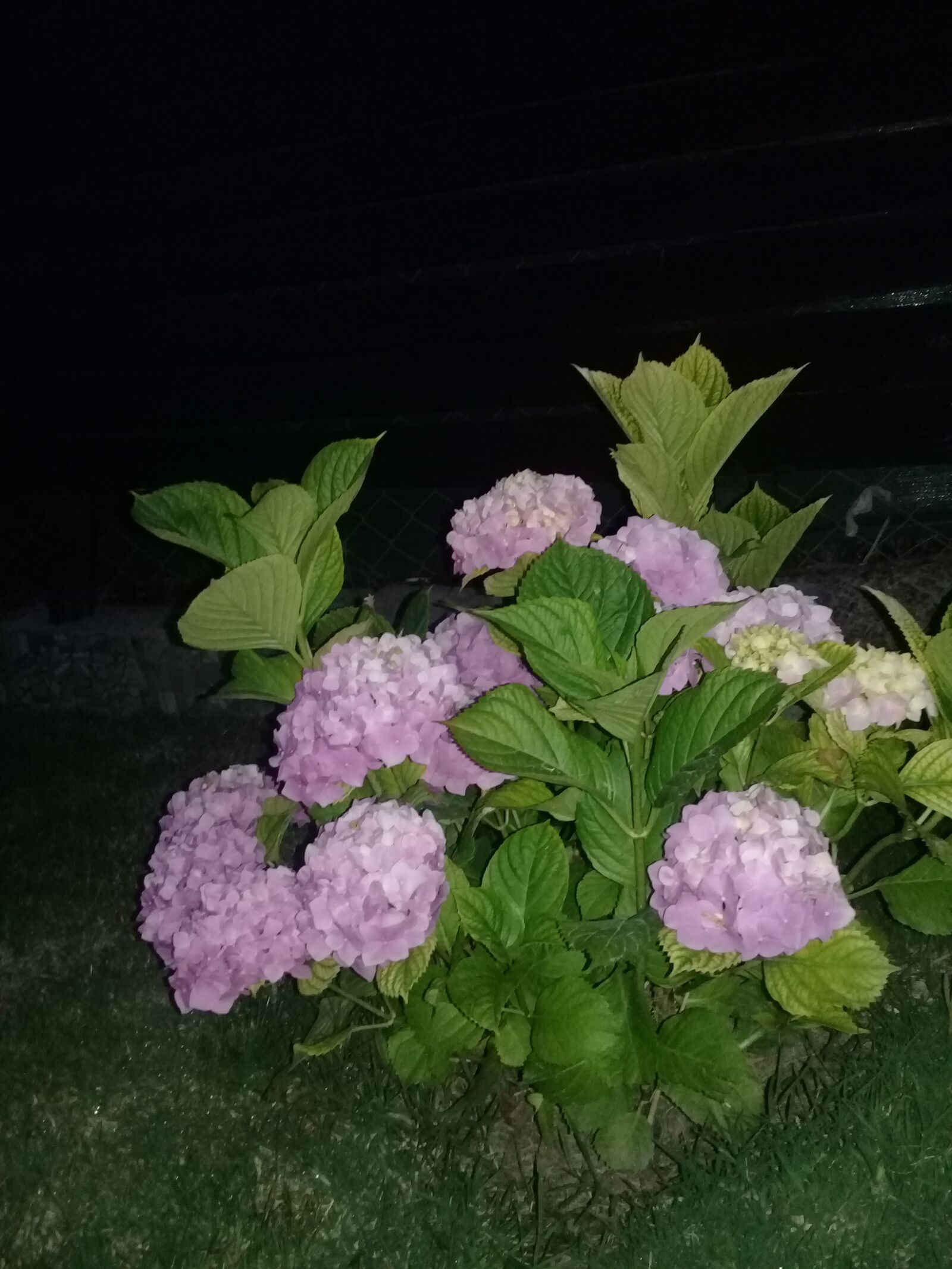 Samsung Galaxy J2 Prime sample photo. Flowers, hortencias, nature photography