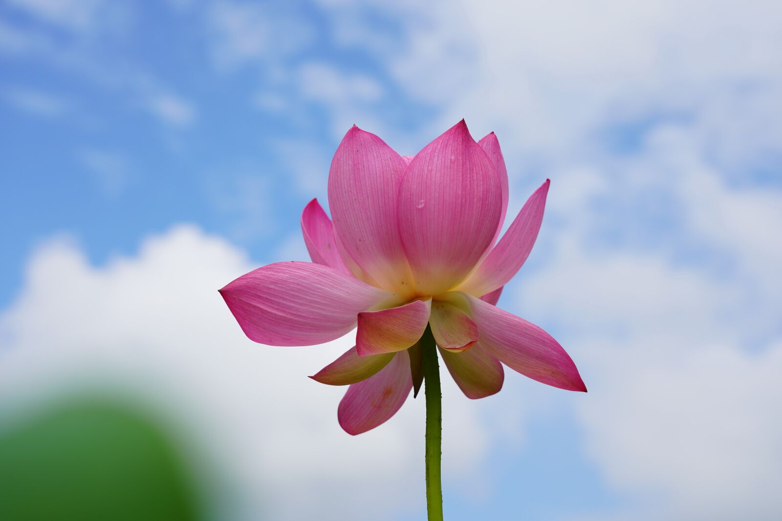 Sony a7R III sample photo. Flower, lotus, sky photography