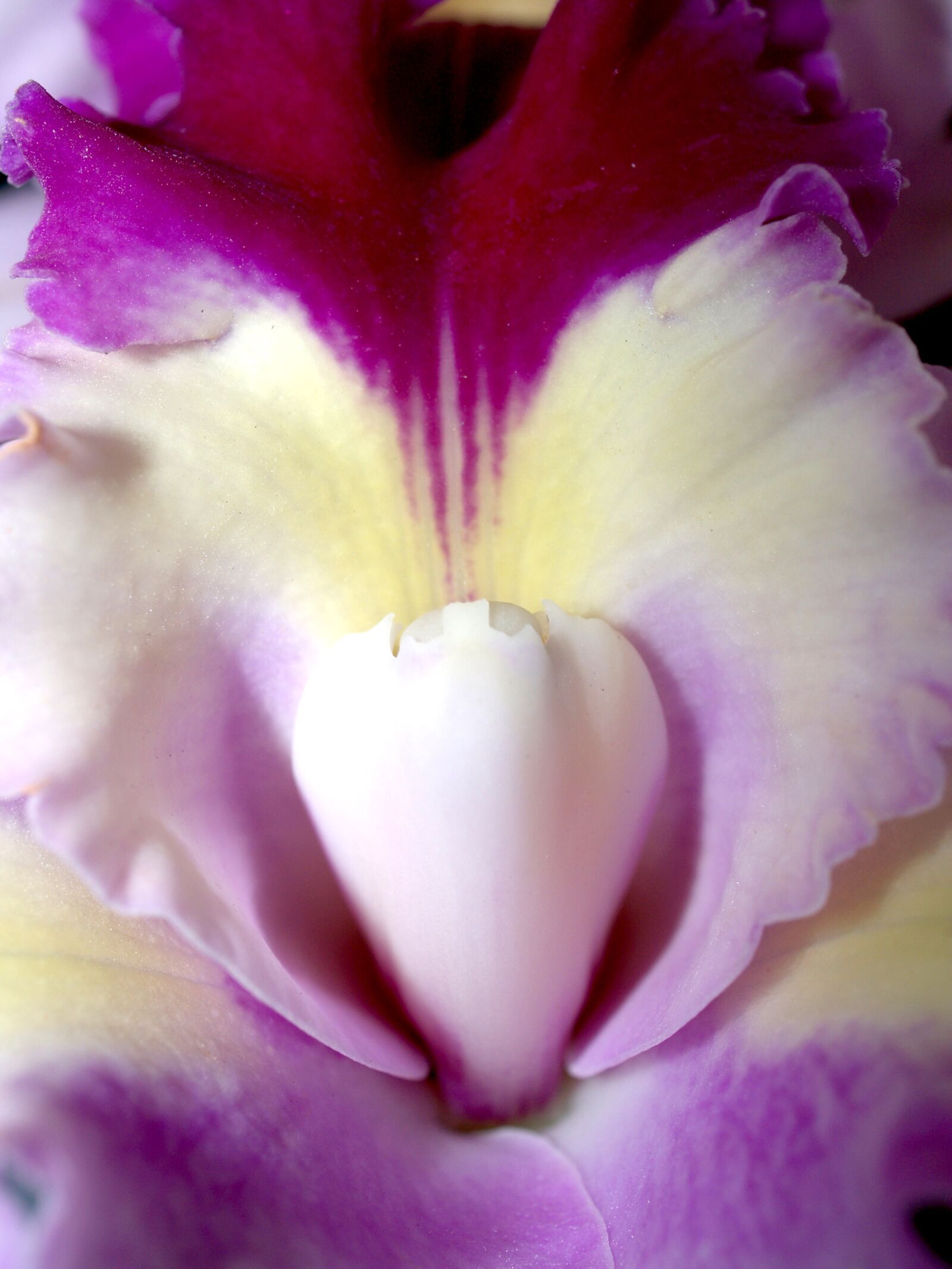 Olympus E-300 (EVOLT E-300) sample photo. Orchid, flower, bright photography