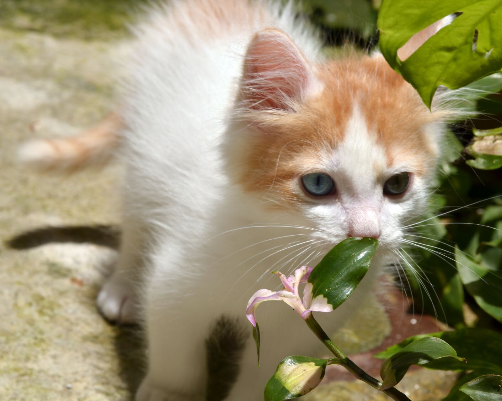 Nikon D5100 sample photo. Awesome, beautiful, blue eyes photography