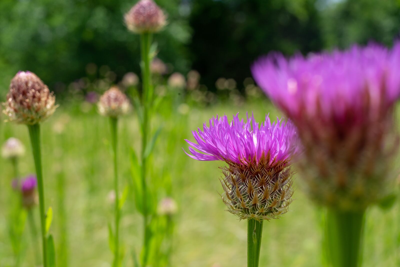 Sony FE 50mm F1.8 sample photo. Green, flower, nature photography