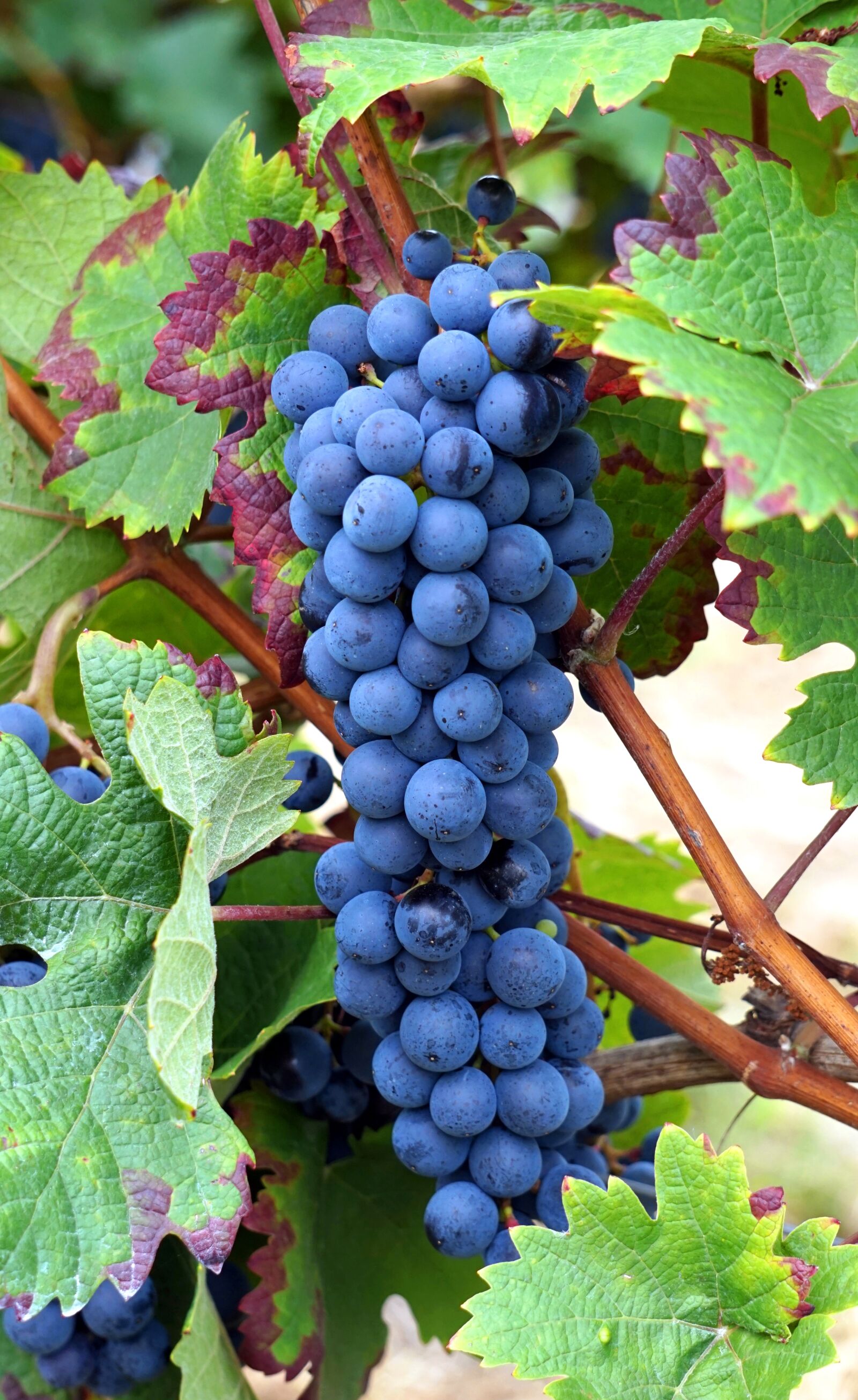 Sony Alpha a5000 (ILCE 5000) + Sony E 55-210mm F4.5-6.3 OSS sample photo. Grapes, vines, grapevine photography